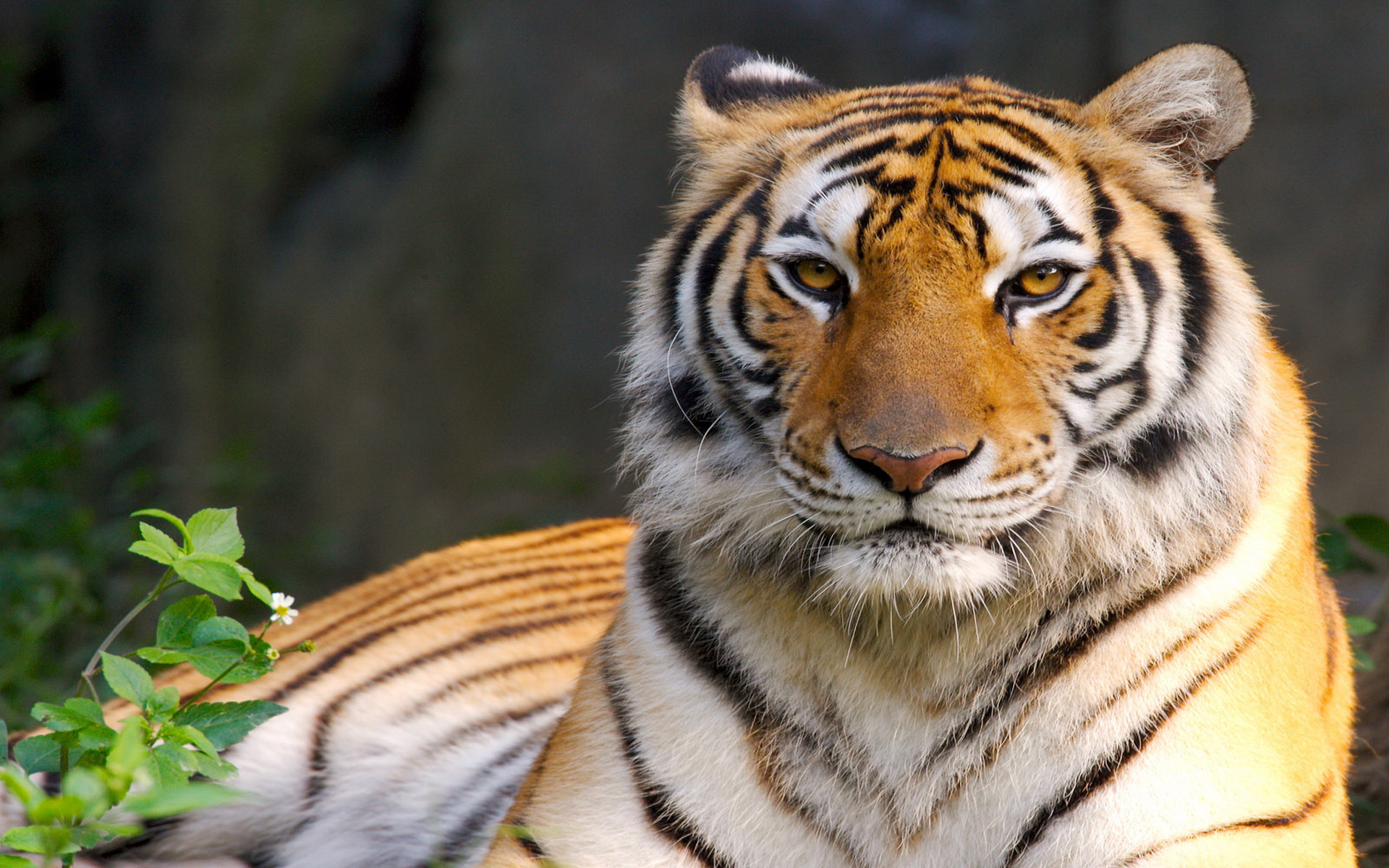 Free download wallpaper Tiger, Animal on your PC desktop