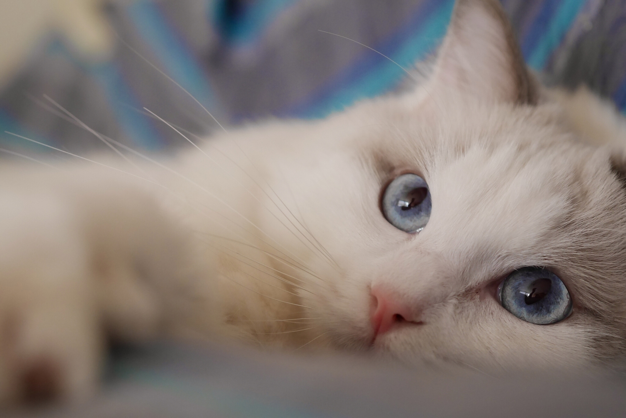 Téléchargez gratuitement l'image Animaux, Chats, Chat sur le bureau de votre PC