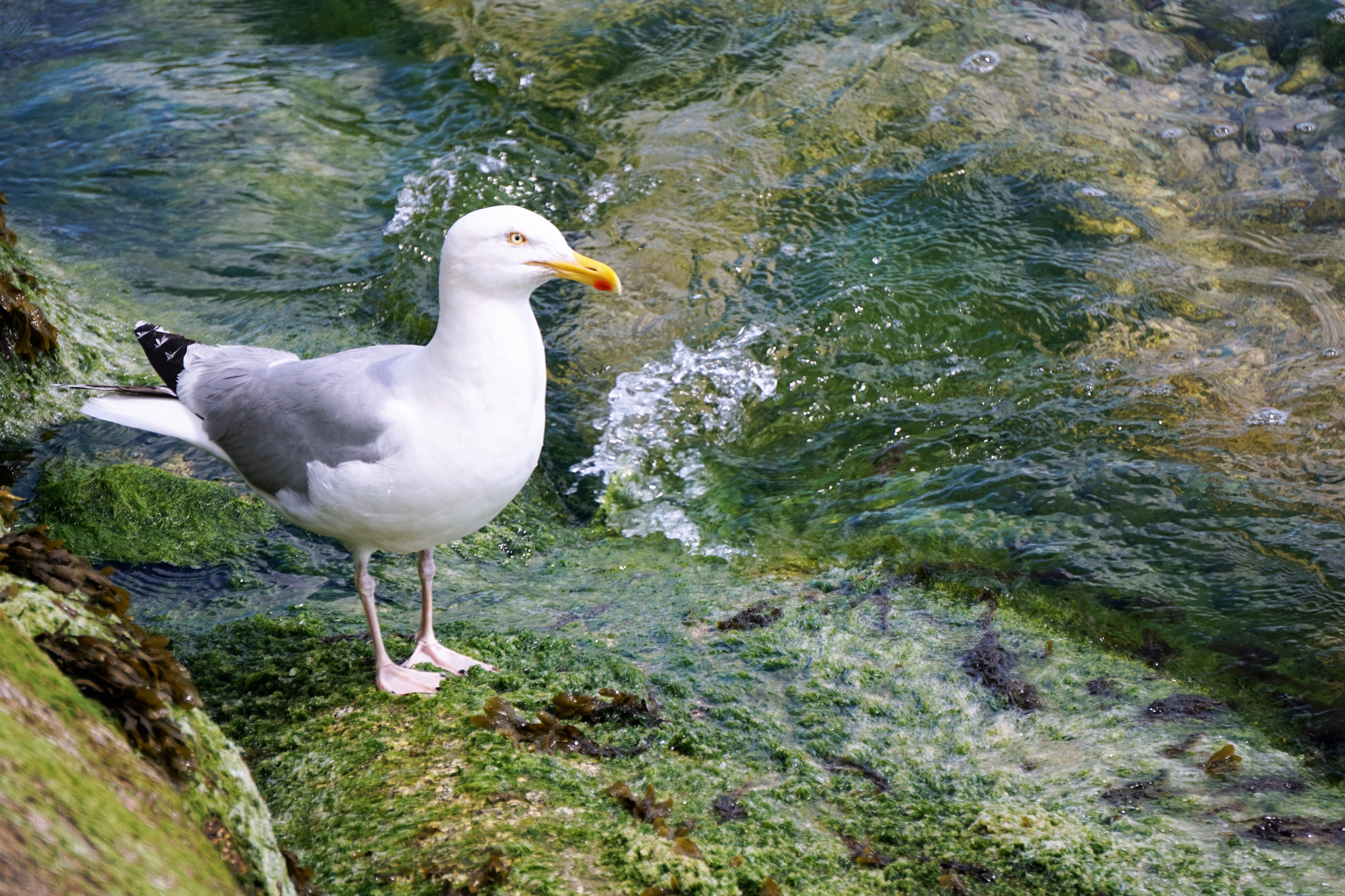 無料モバイル壁紙動物, 鳥, 水, カモメをダウンロードします。