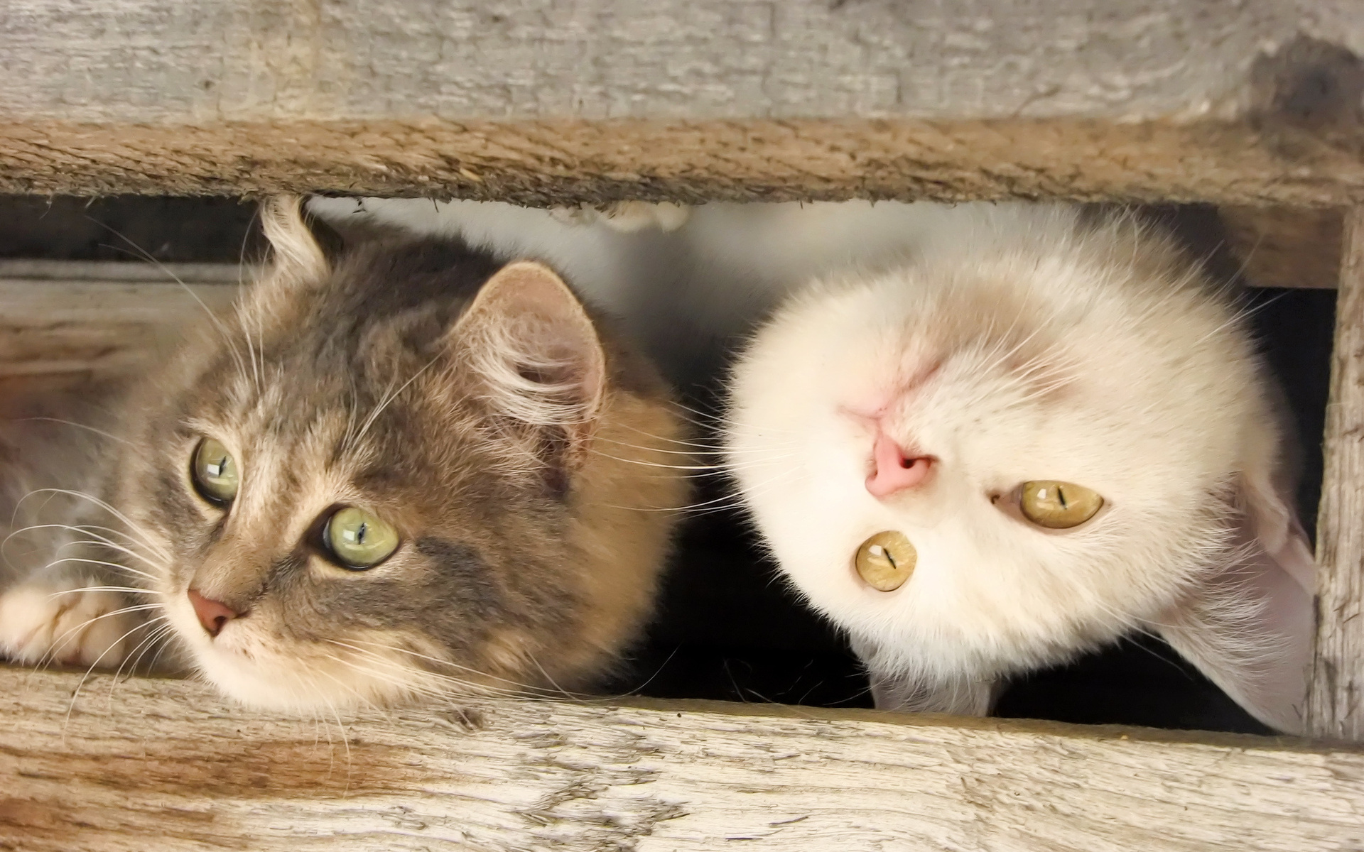 Baixar papel de parede para celular de Animais, Gato gratuito.