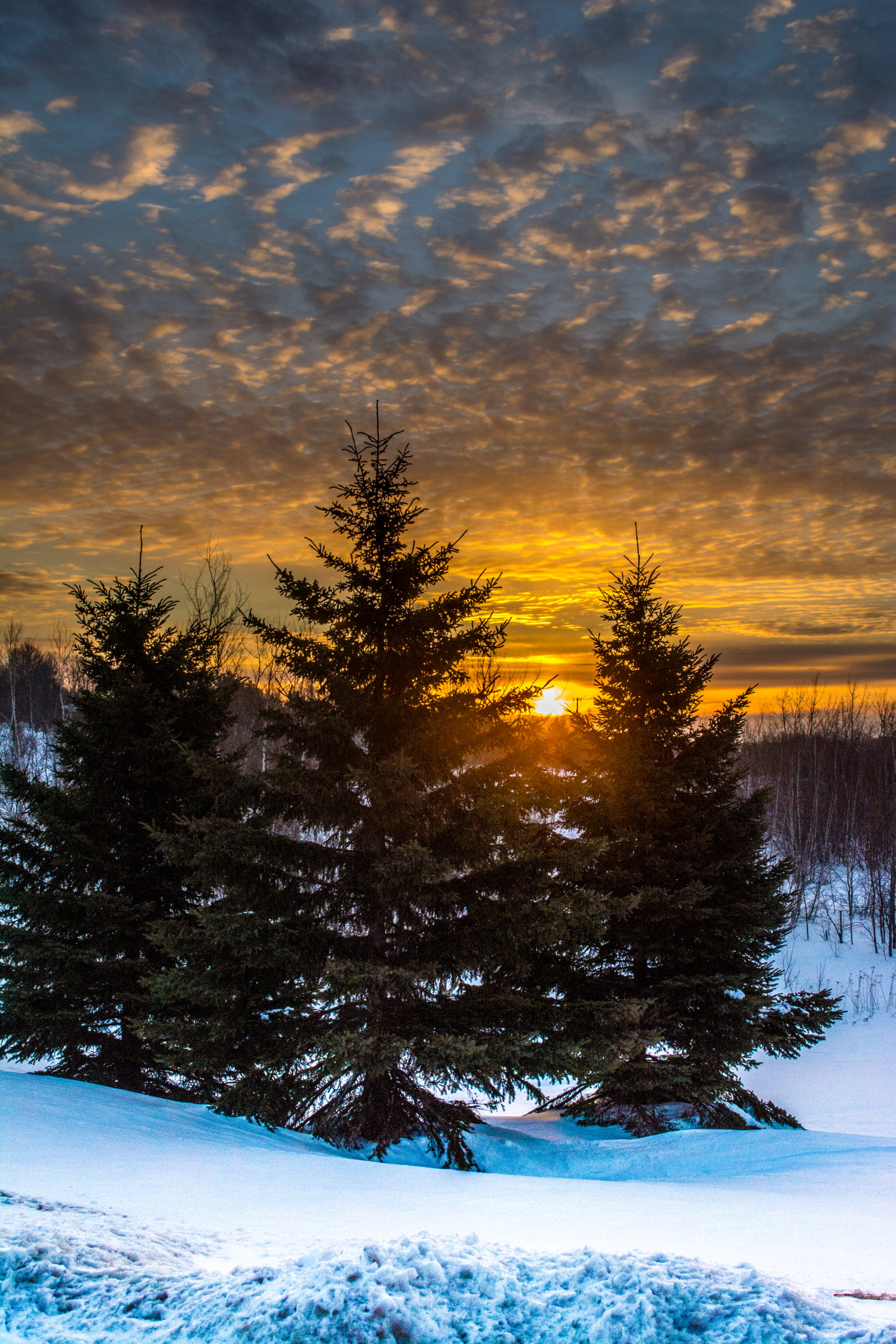 landscape, winter, nature, trees, sunset, snow, fir trees