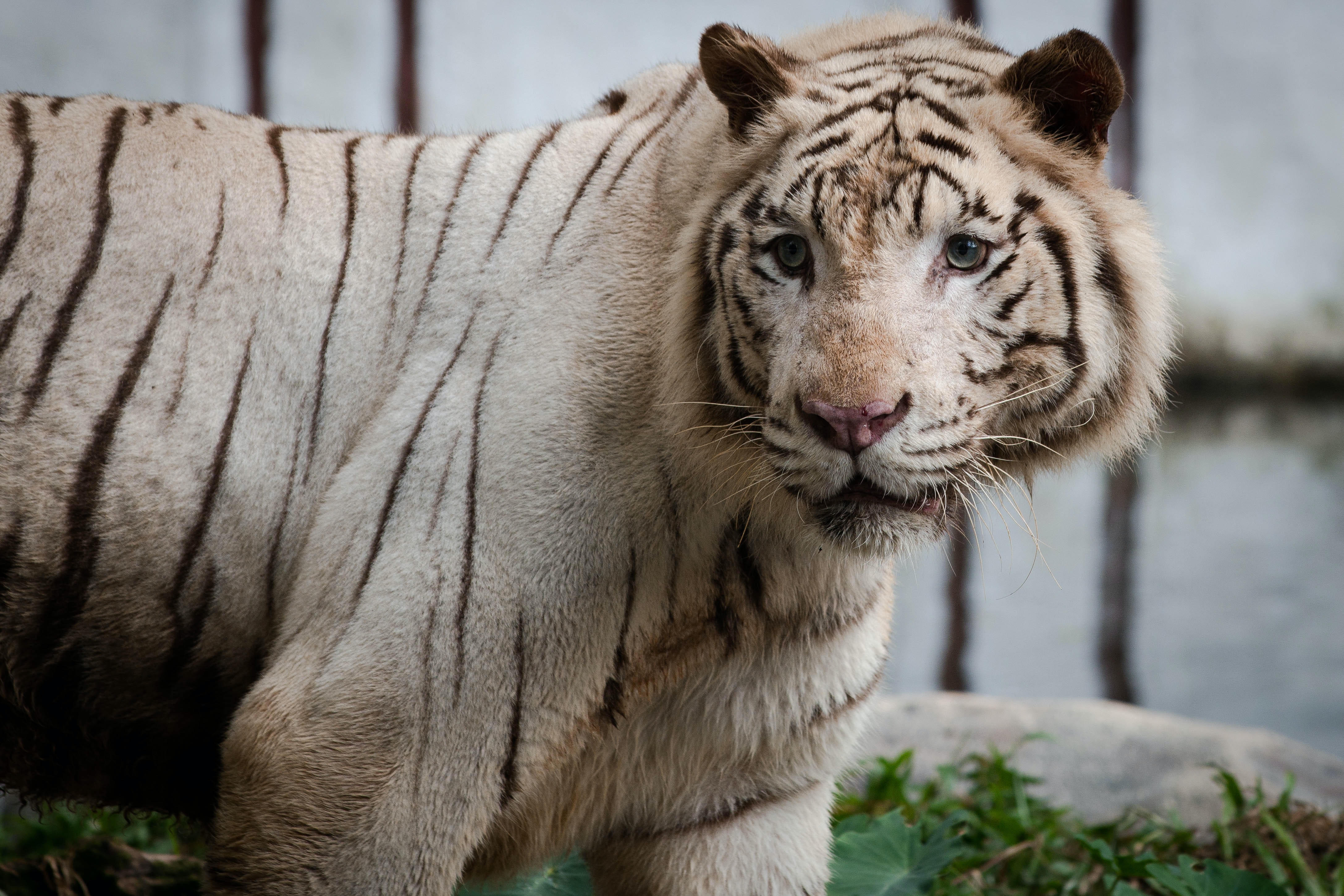 Handy-Wallpaper Tiere, Katzen, Tiger, Weißer Tiger kostenlos herunterladen.