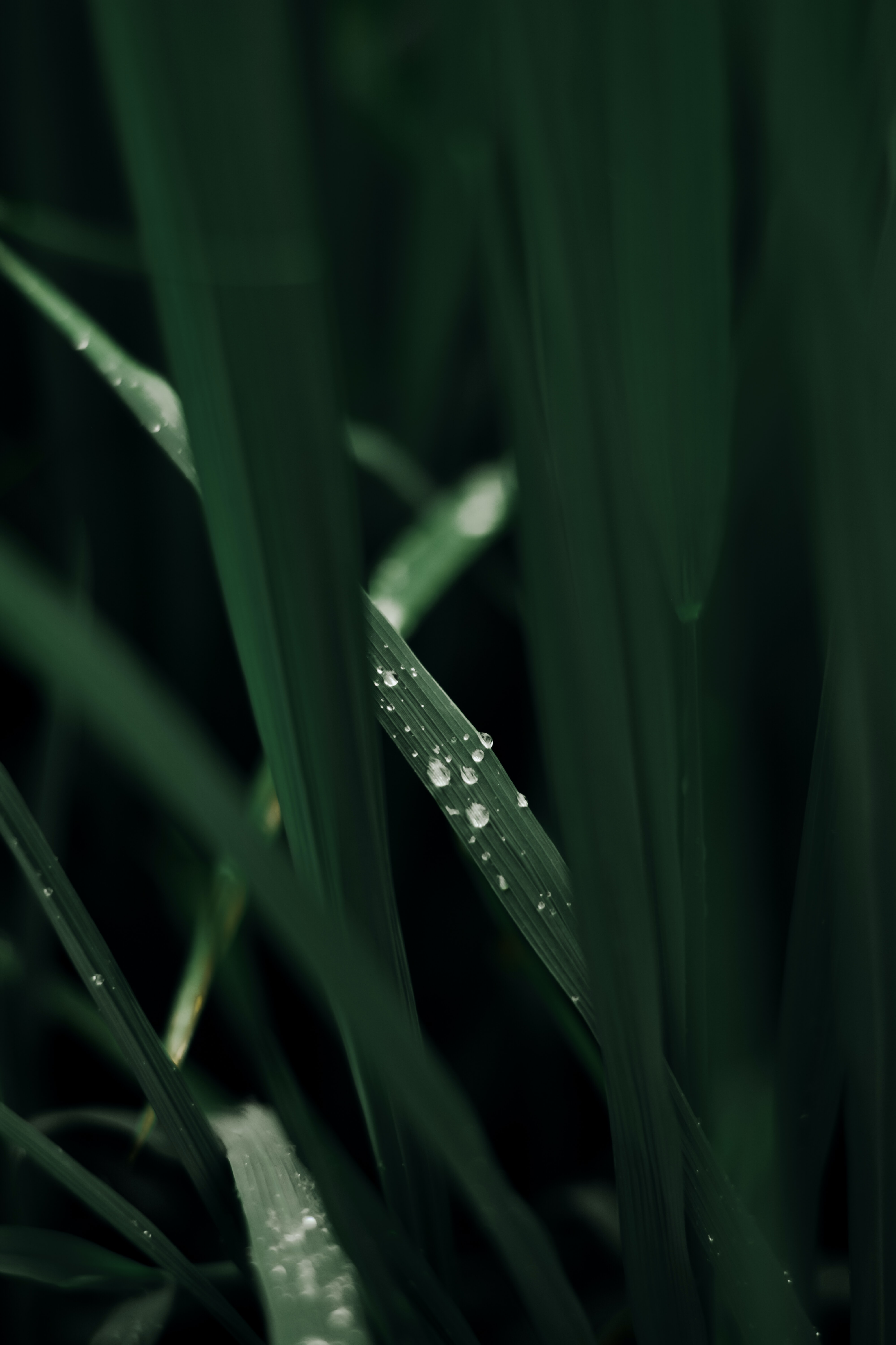 Download mobile wallpaper Grass, Macro, Drops, Dew for free.