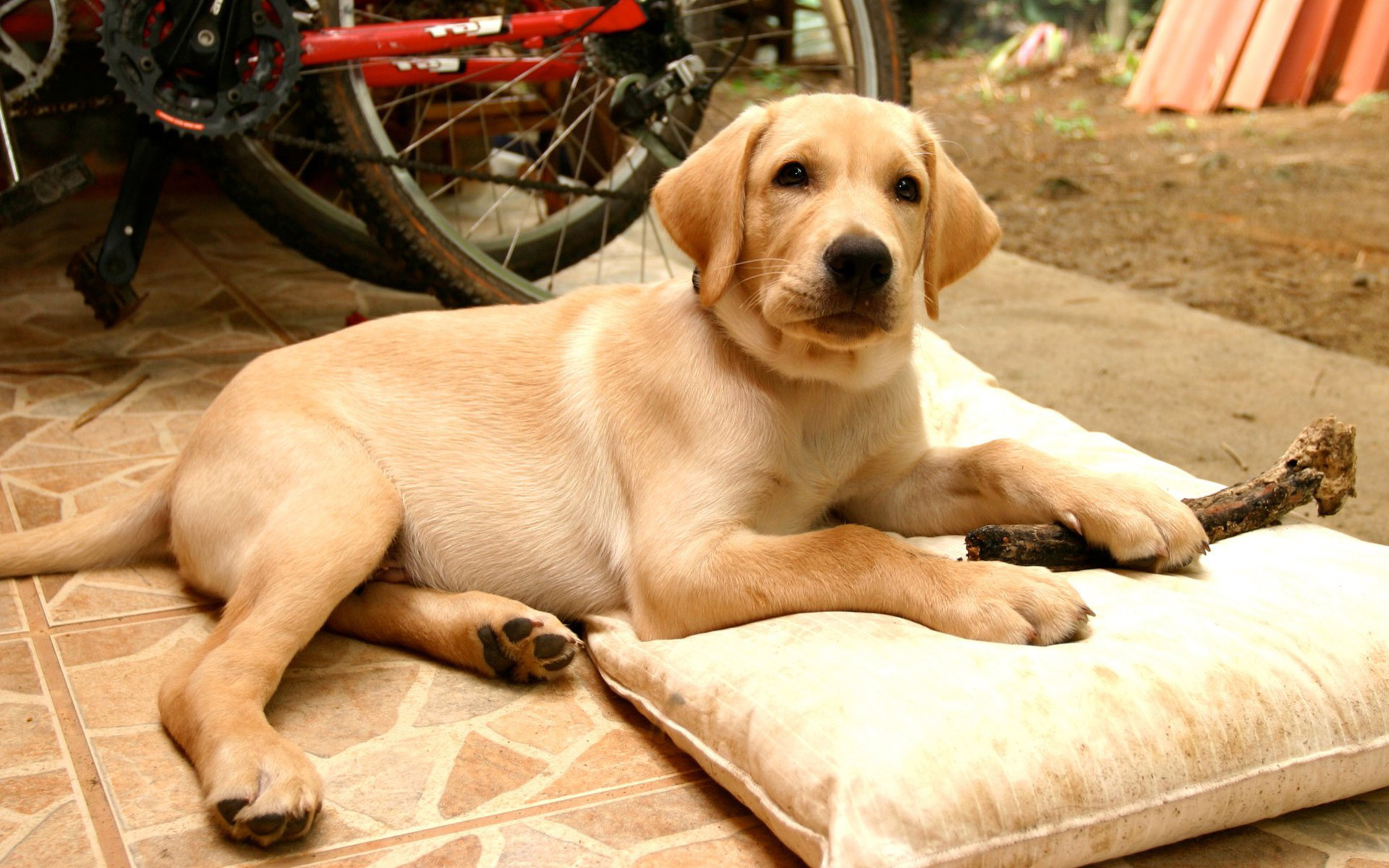 Téléchargez gratuitement l'image Animaux, Labrador Retriever sur le bureau de votre PC