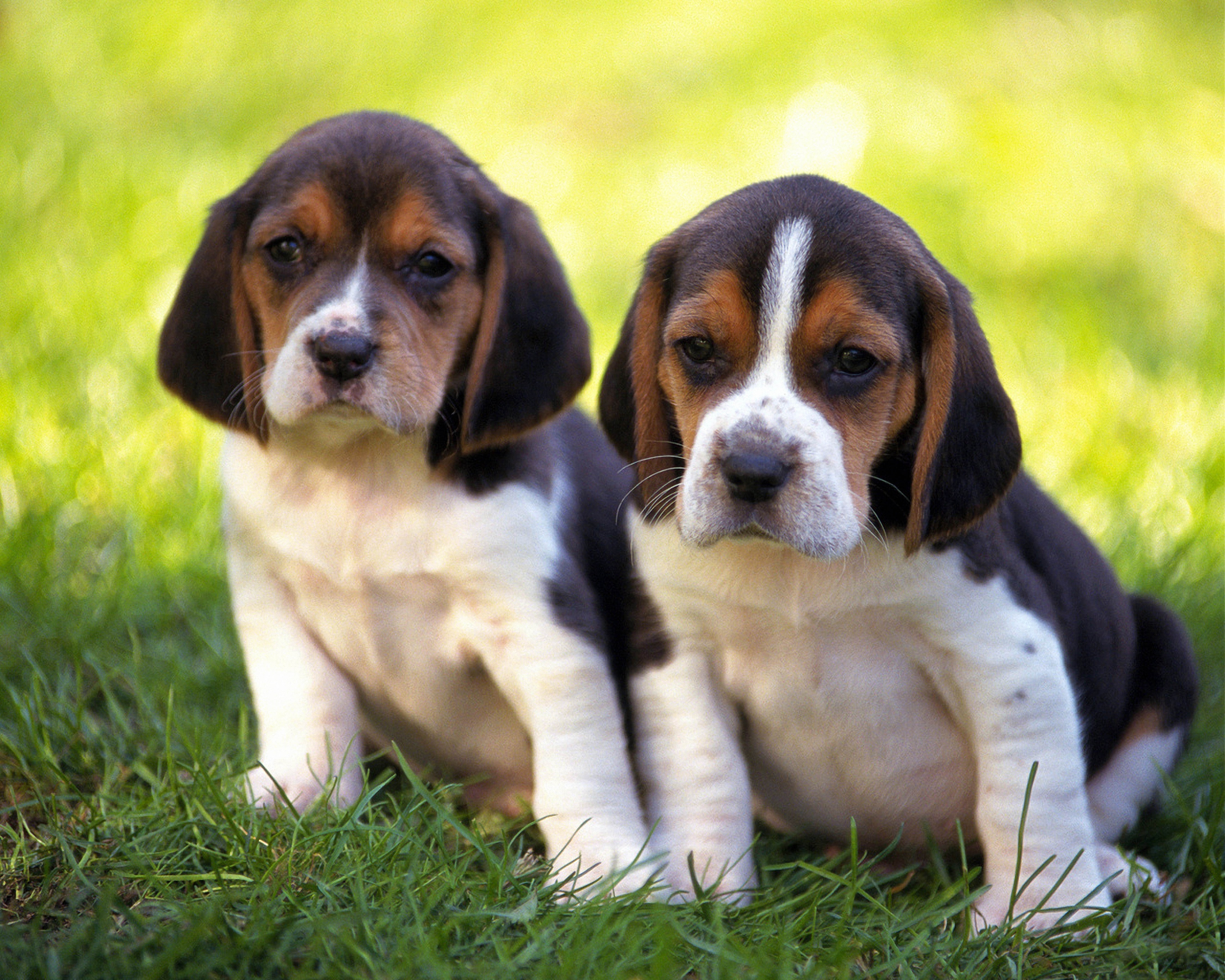 Download mobile wallpaper Puppies, Animals, Grass, Pair, Couple for free.