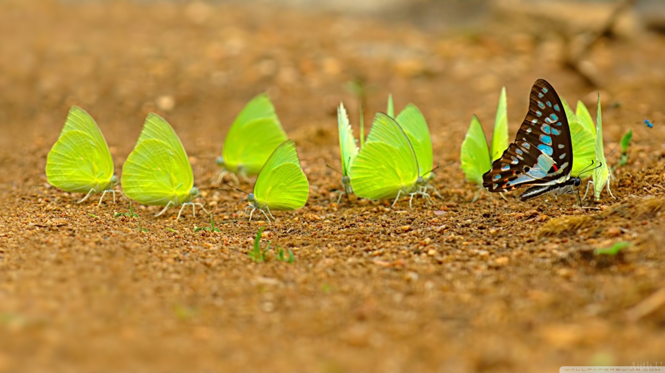 Free download wallpaper Butterfly, Animal on your PC desktop