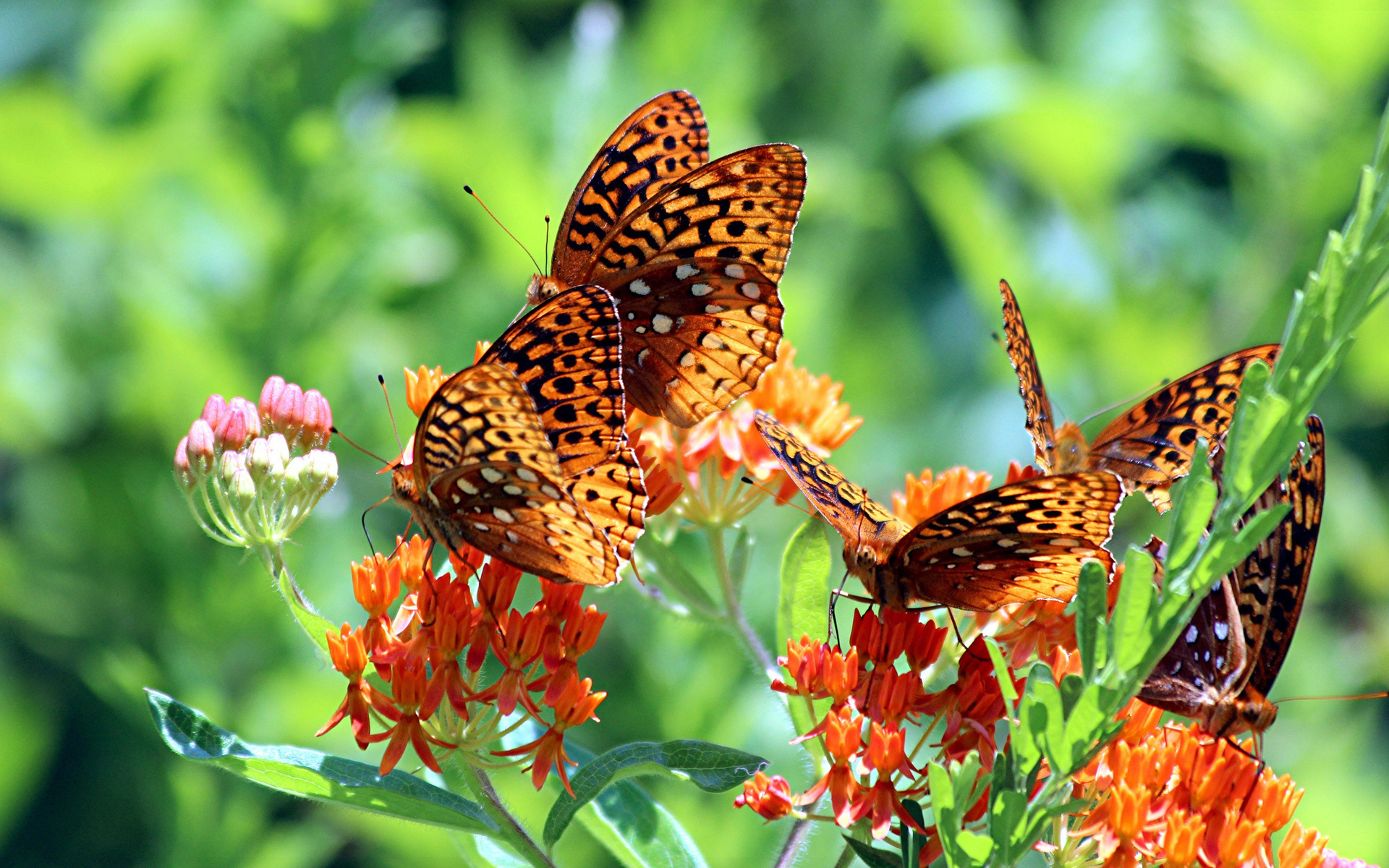 Full HD butterflies, insects, green