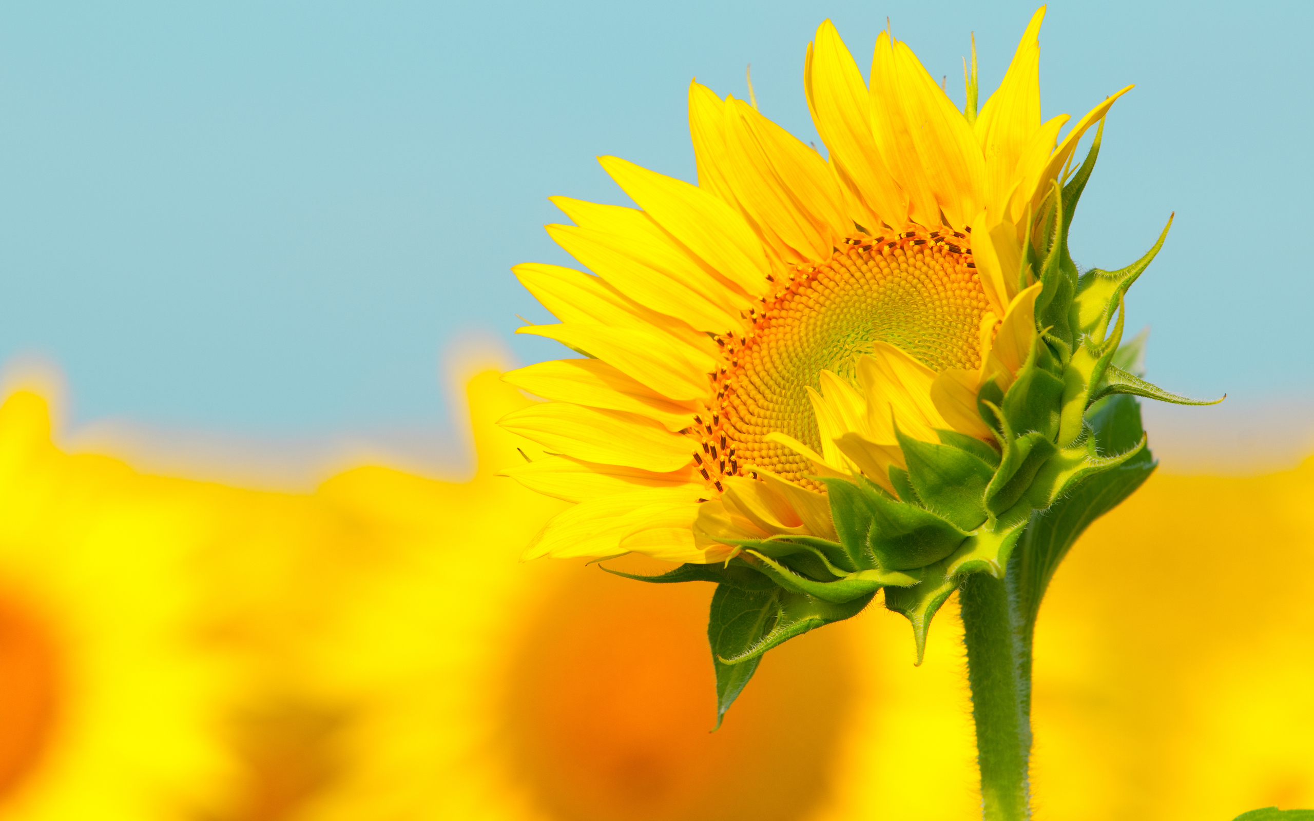 37013 завантажити шпалери соняшники, рослини, квіти, жовтий - заставки і картинки безкоштовно