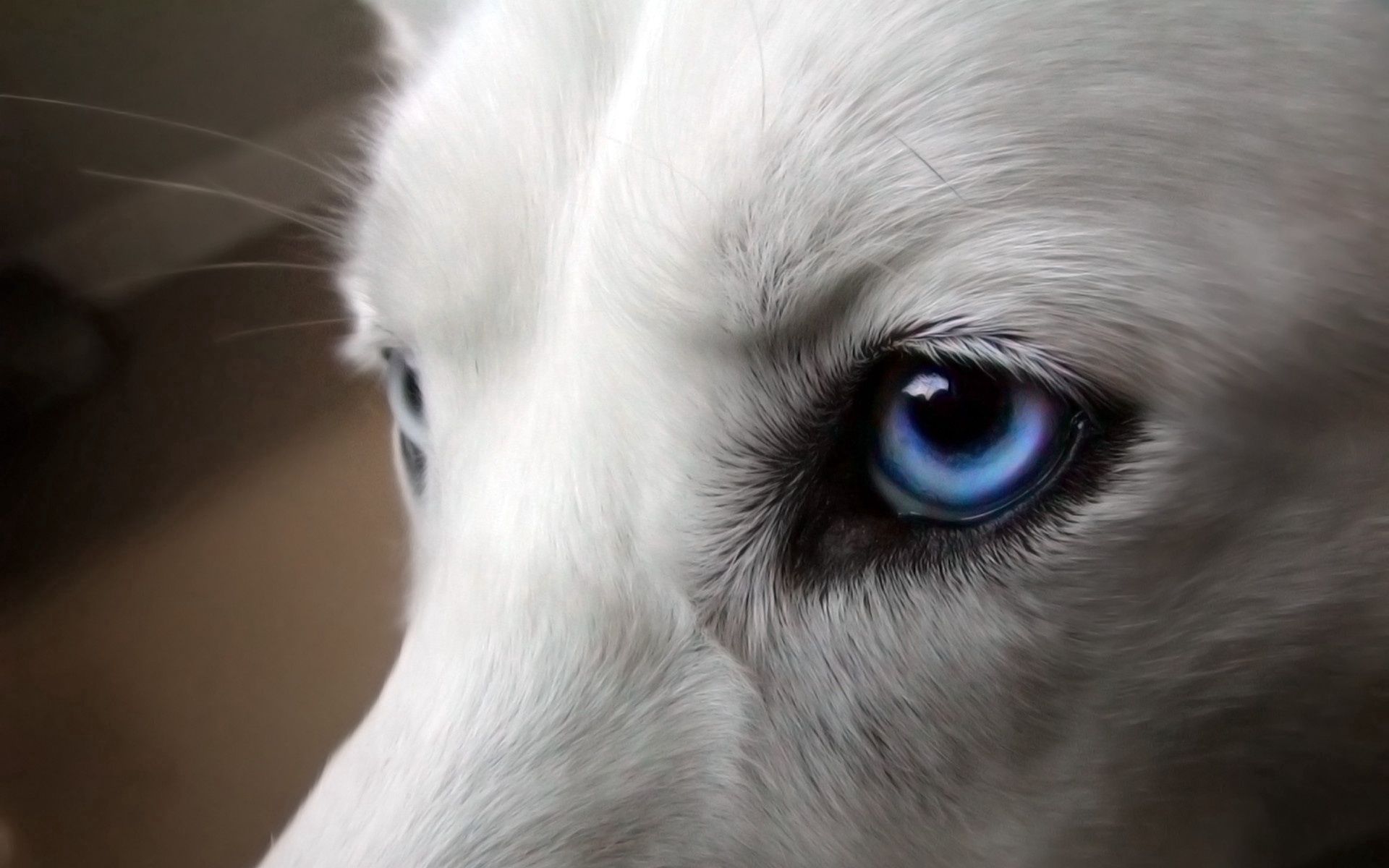 animals, dog, eyes, blue eyed, wool iphone wallpaper