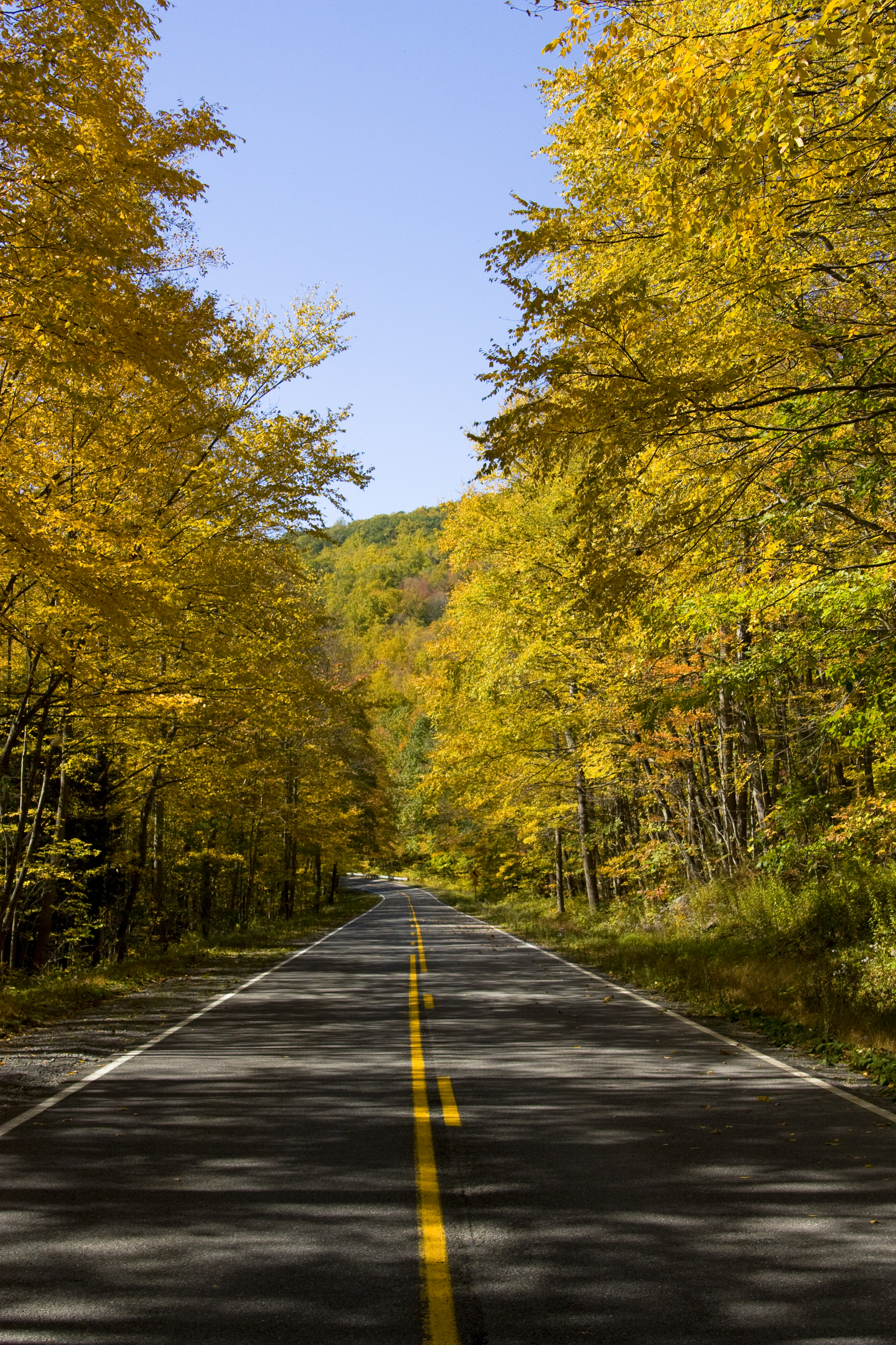 無料モバイル壁紙木, 道路, 道, 路地, 裏通り, 自然, 秋をダウンロードします。