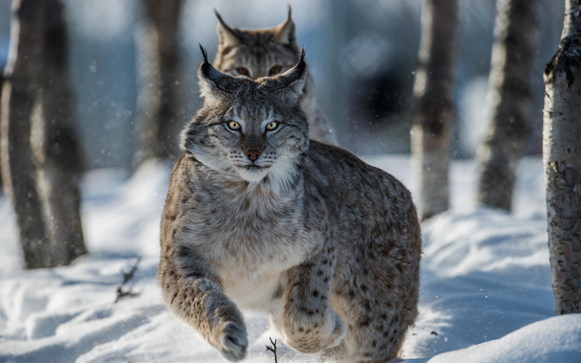 Laden Sie das Tiere, Katzen, Luchs-Bild kostenlos auf Ihren PC-Desktop herunter