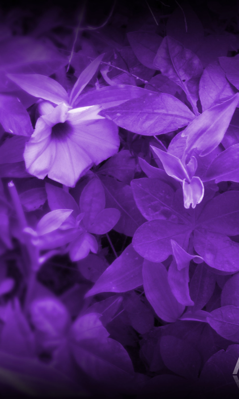 無料モバイル壁紙自然, フラワーズ, 草, 花, 地球, 紫のをダウンロードします。
