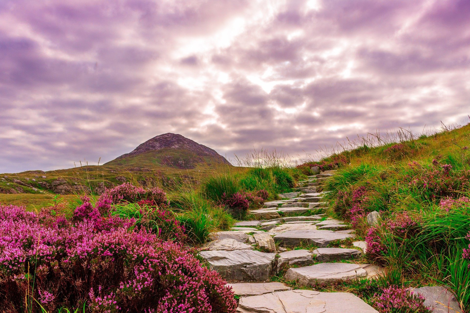 Скачать картинку Гора, Цветок, Дорожка, Ирландия, Земля/природа в телефон бесплатно.