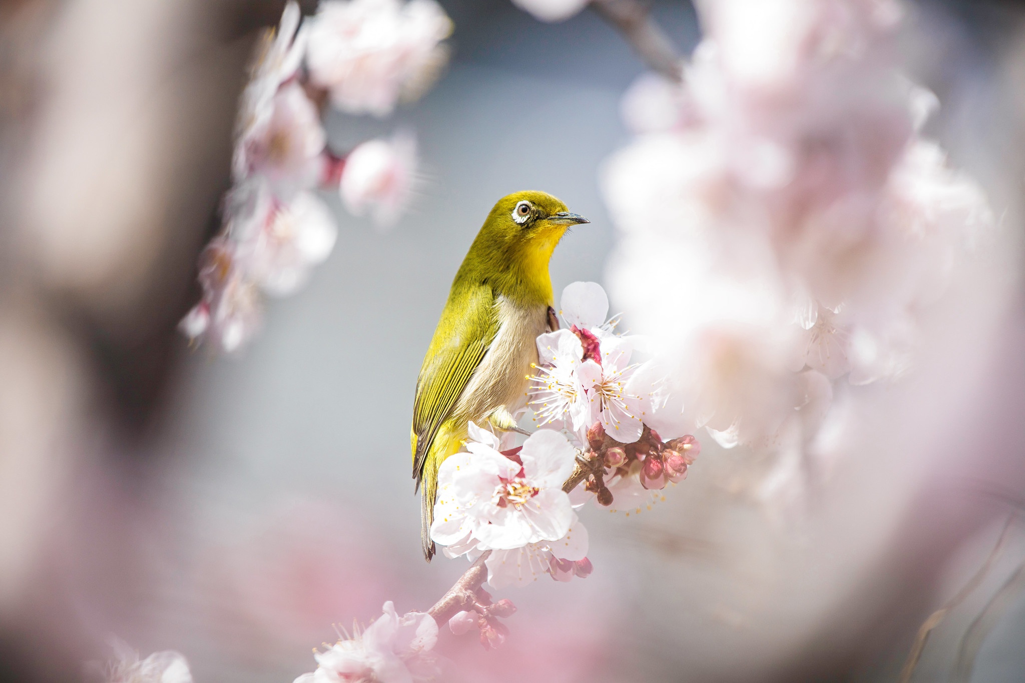 Download mobile wallpaper Birds, Bird, Animal, Blossom, Japanese White Eye for free.