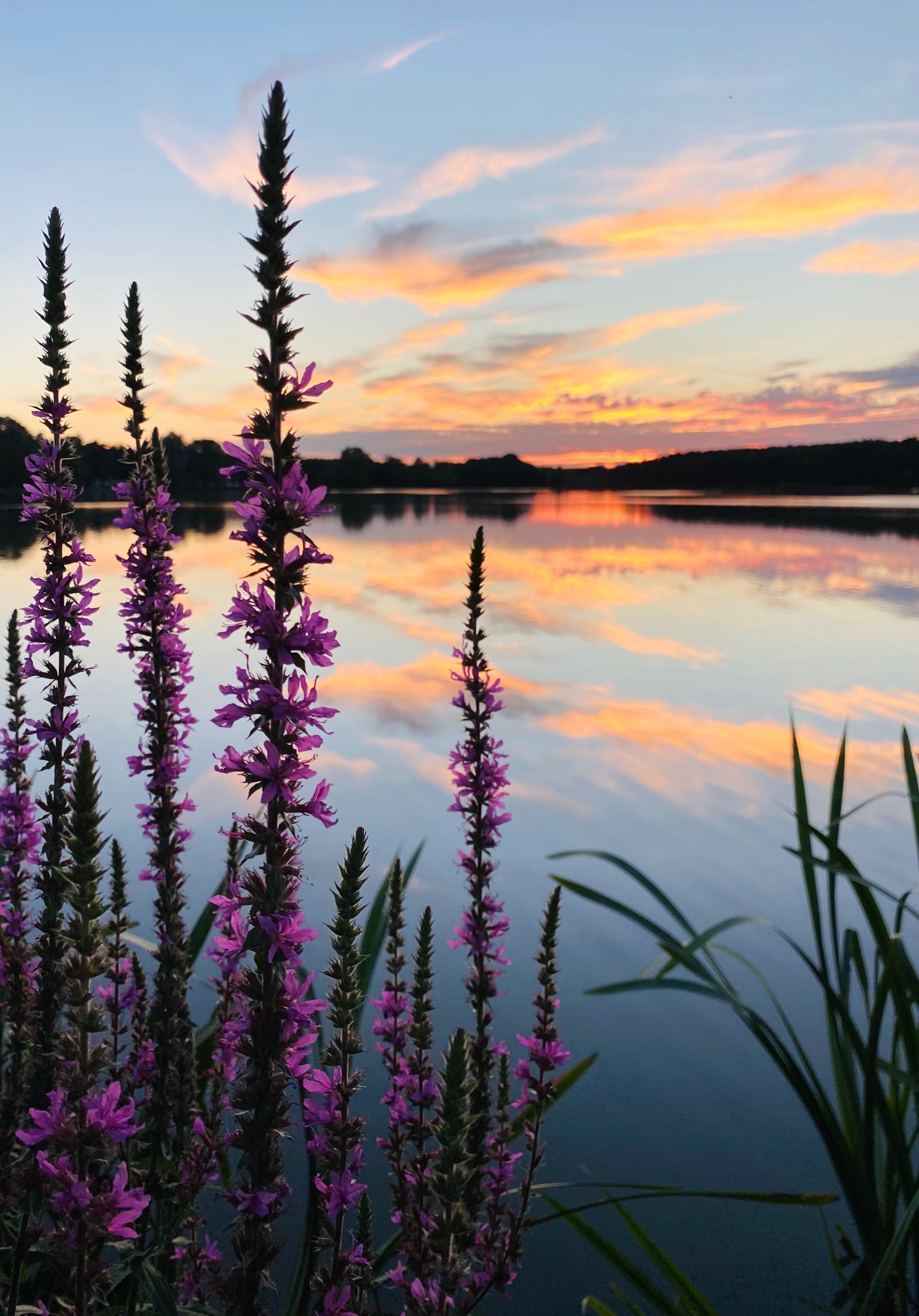 Download mobile wallpaper Lake, Sunset, Horizon, Flowers, Clouds, Nature for free.