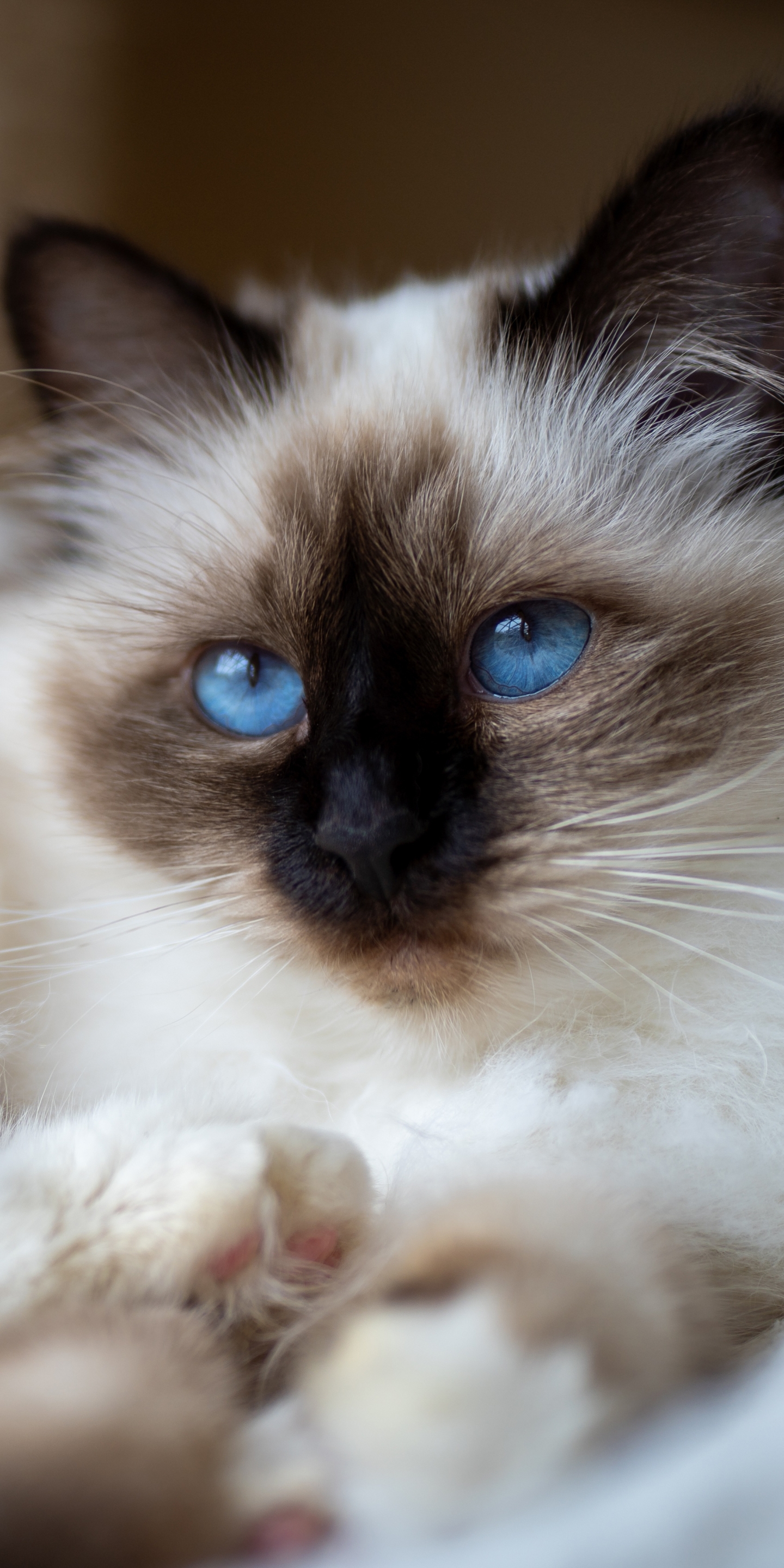 Baixe gratuitamente a imagem Animais, Gatos, Gato, Boneca De Pano na área de trabalho do seu PC