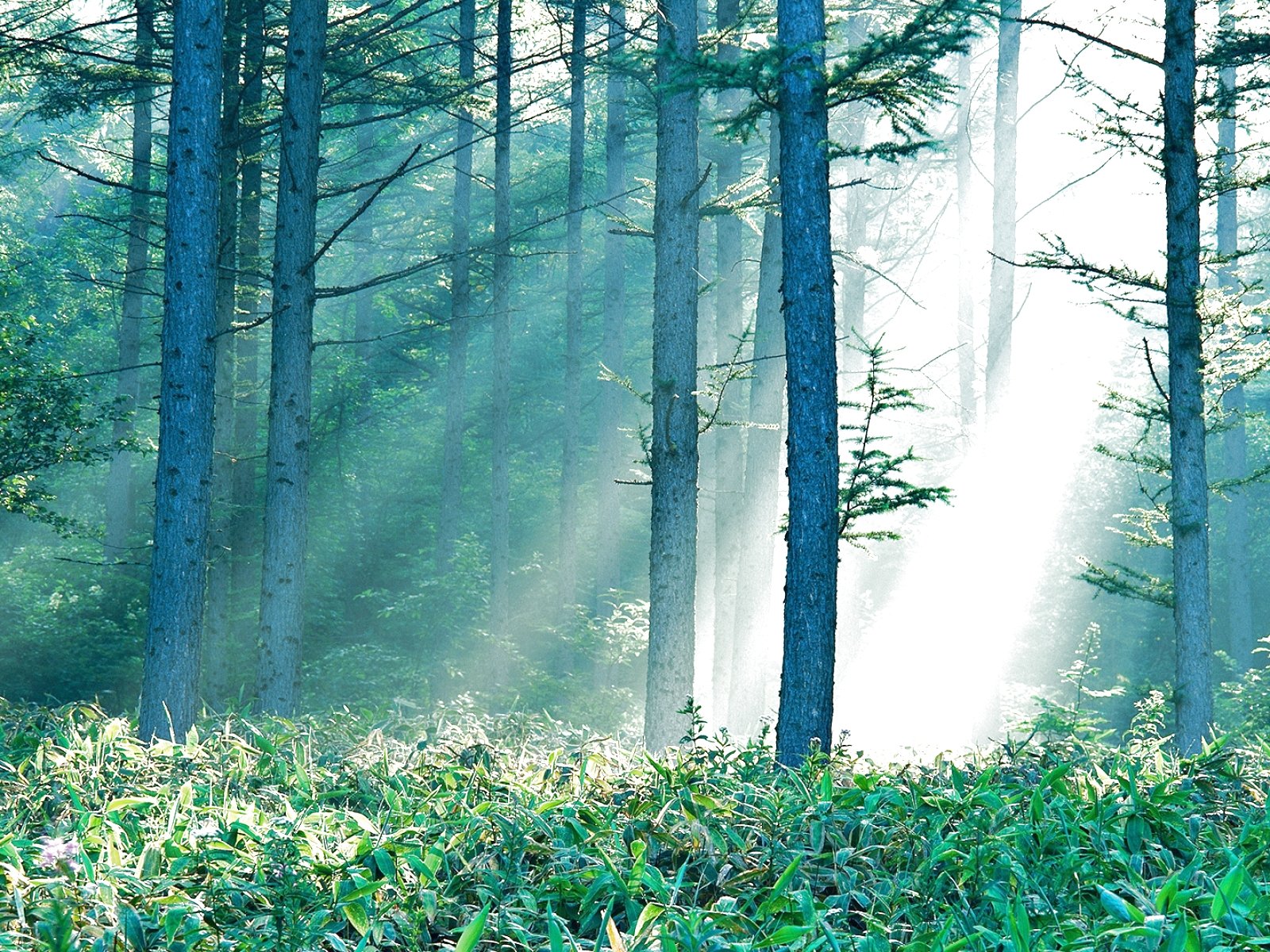 Téléchargez gratuitement l'image Forêt, Arbre, Terre/nature sur le bureau de votre PC