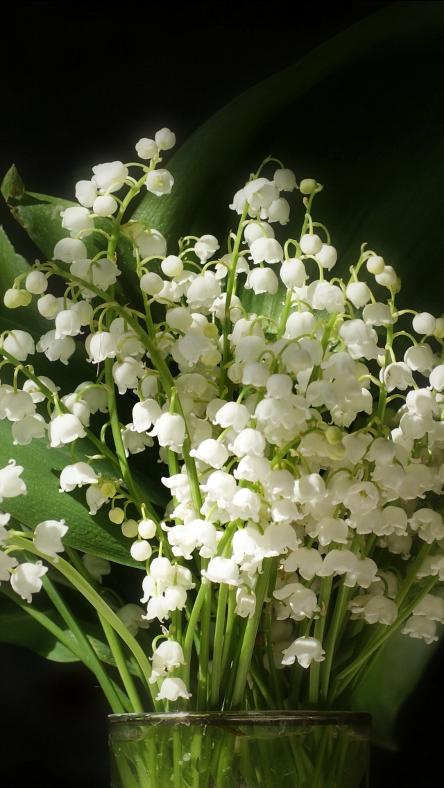Download mobile wallpaper Nature, Flowers, Lily Of The Valley, Flower, Leaf, Earth for free.