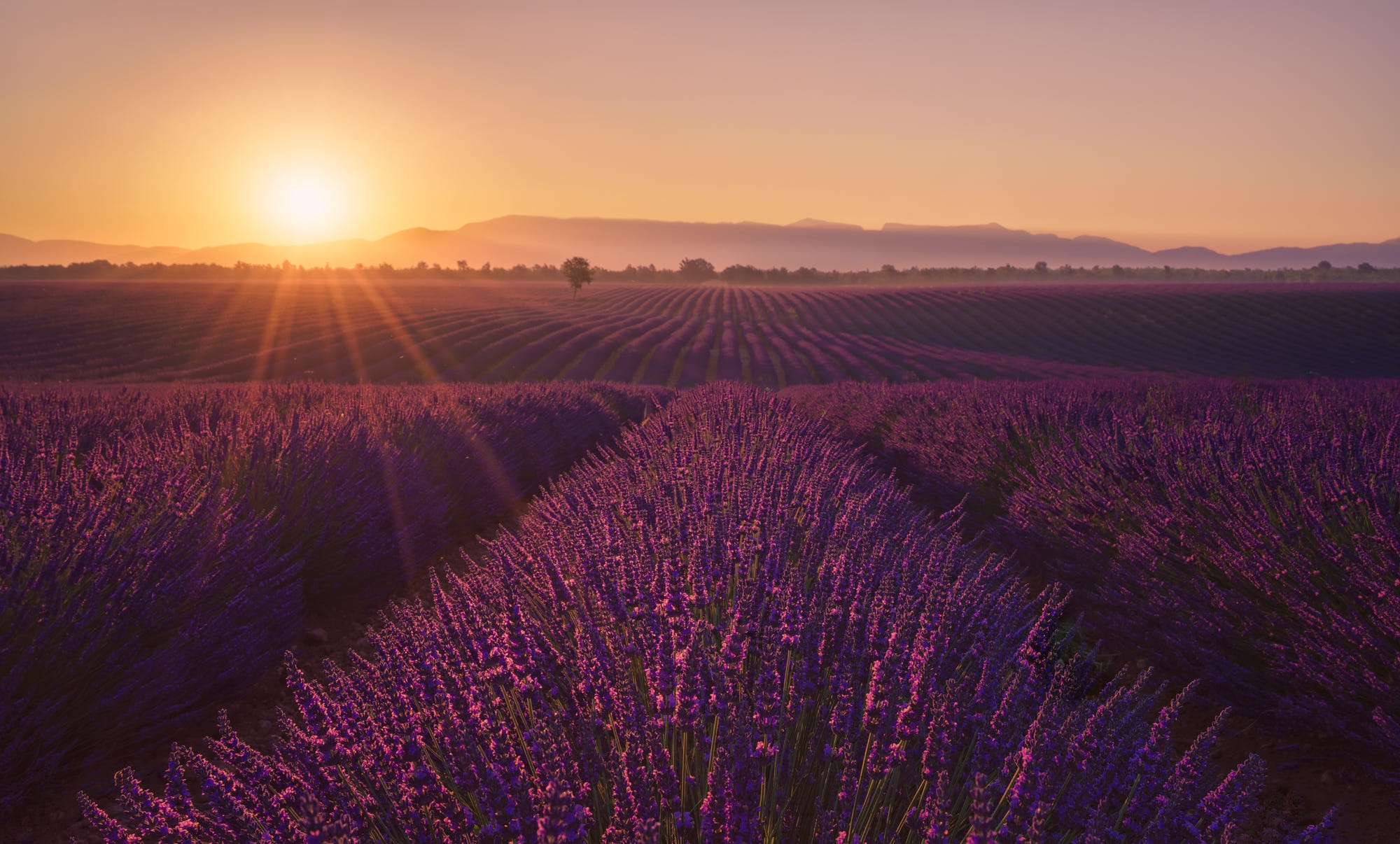 Free download wallpaper Flowers, Sunrise, Earth, Field, Lavender, Purple Flower on your PC desktop