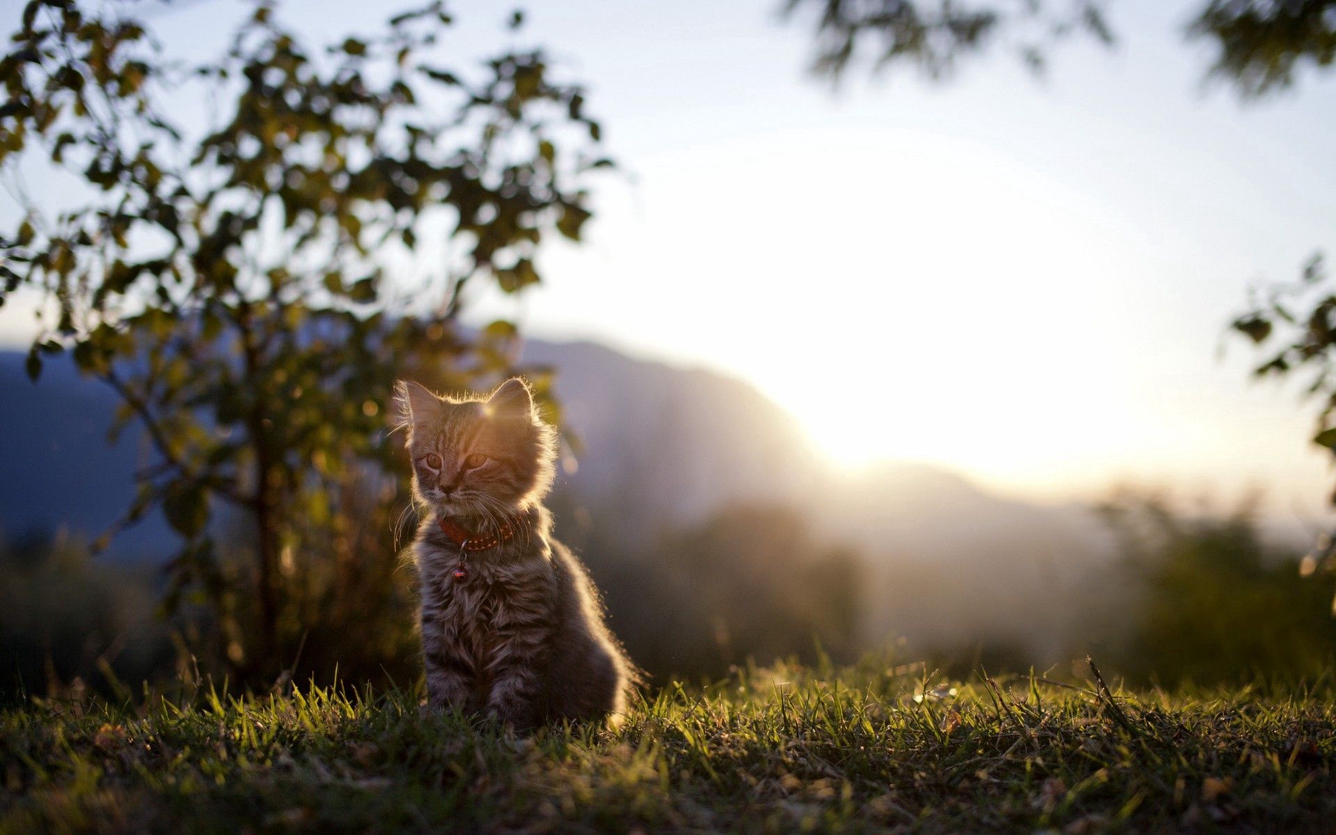animals, shine, kitty, grass, light, forest, kitten download HD wallpaper
