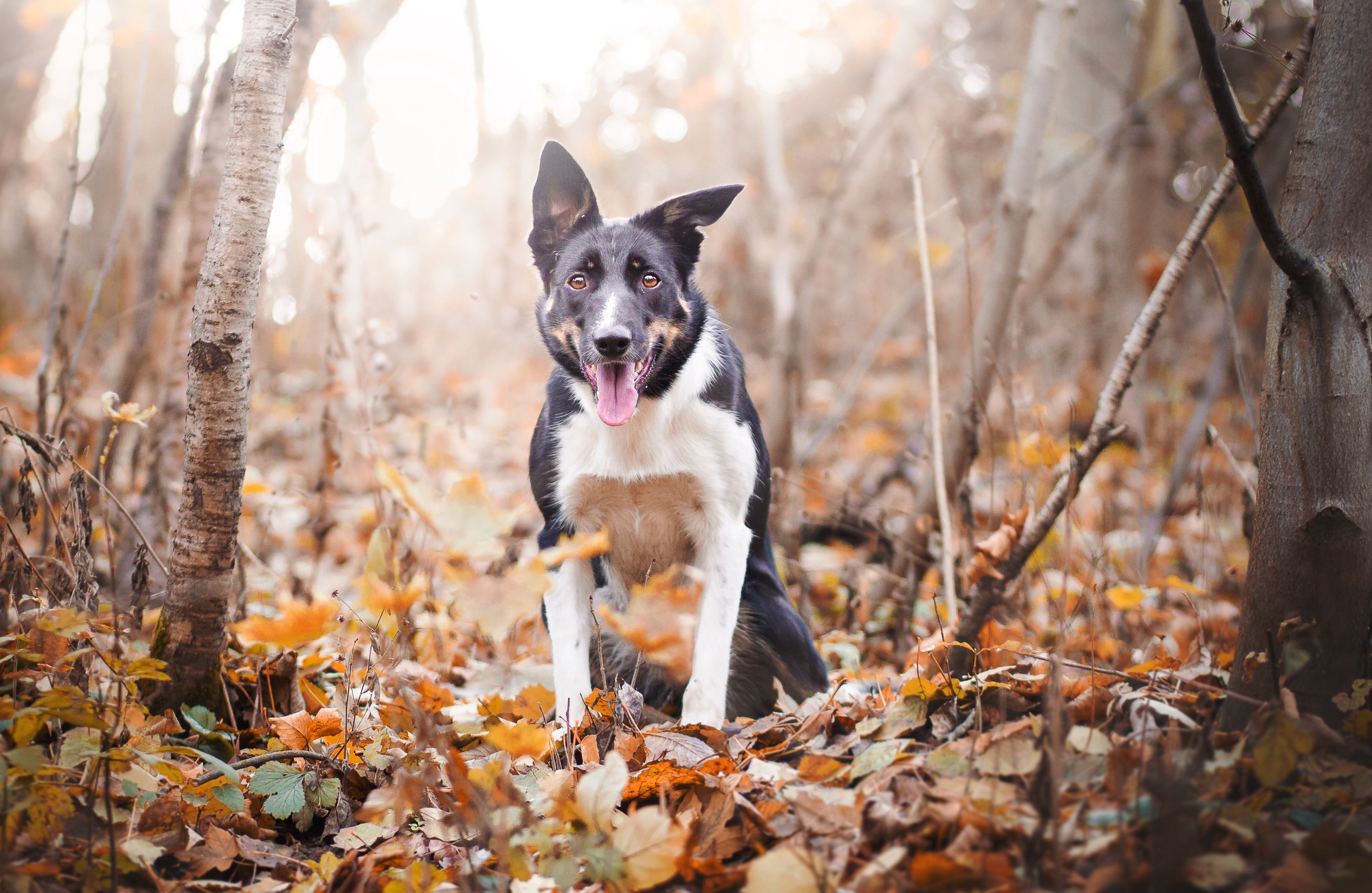 Download mobile wallpaper Dogs, Dog, Fall, Animal for free.