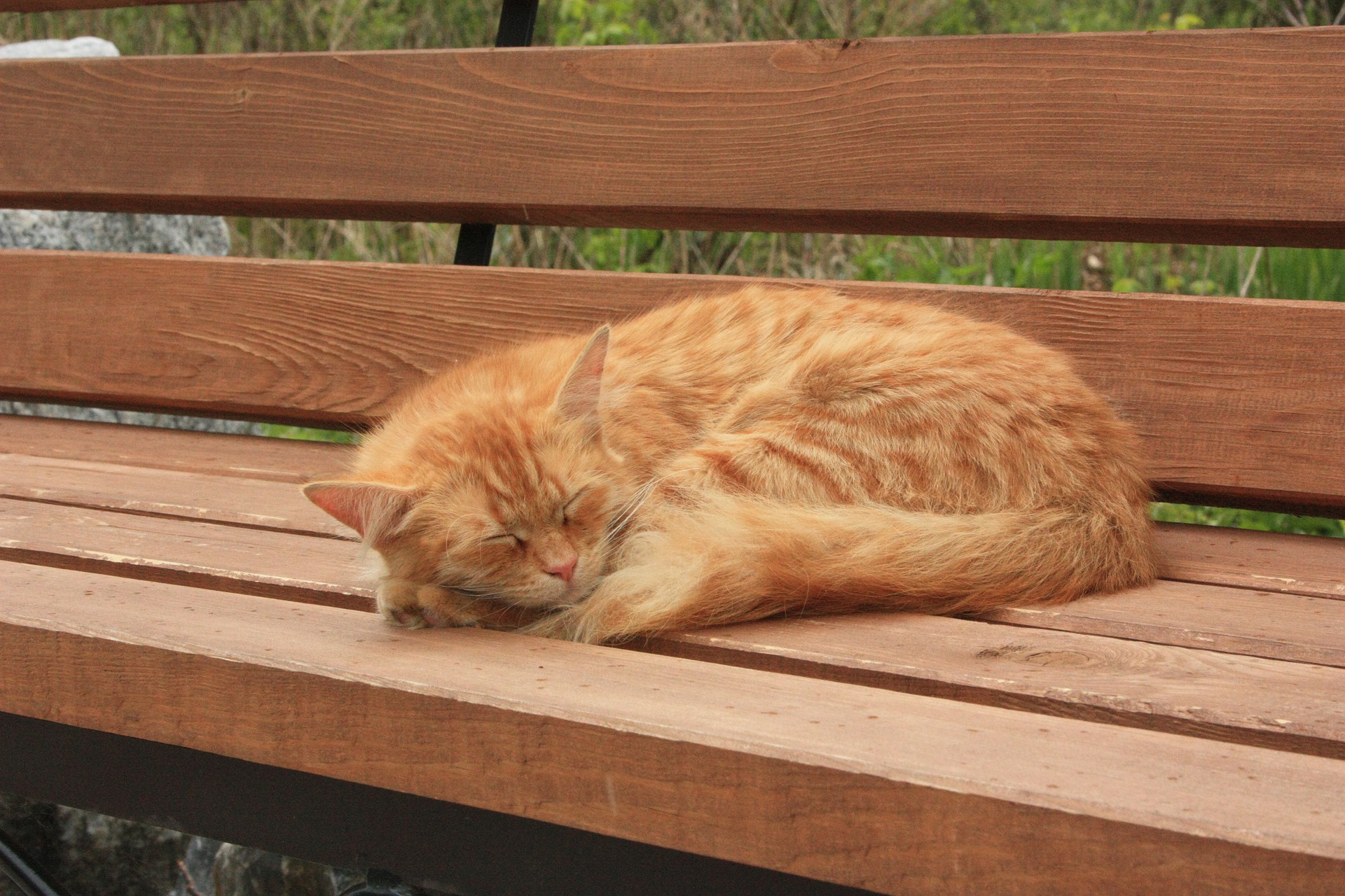 Baixar papel de parede para celular de Animais, Gatos, Gato, Dormindo gratuito.