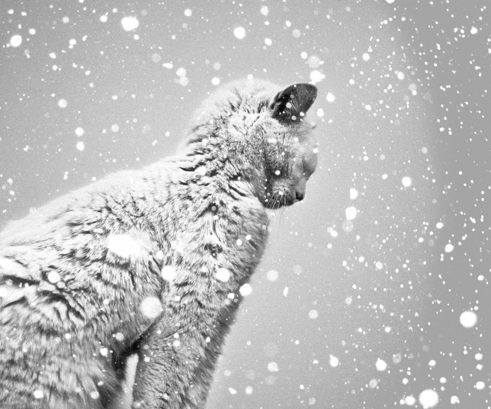 Handy-Wallpaper Tiere, Katzen, Schnee, Katze kostenlos herunterladen.