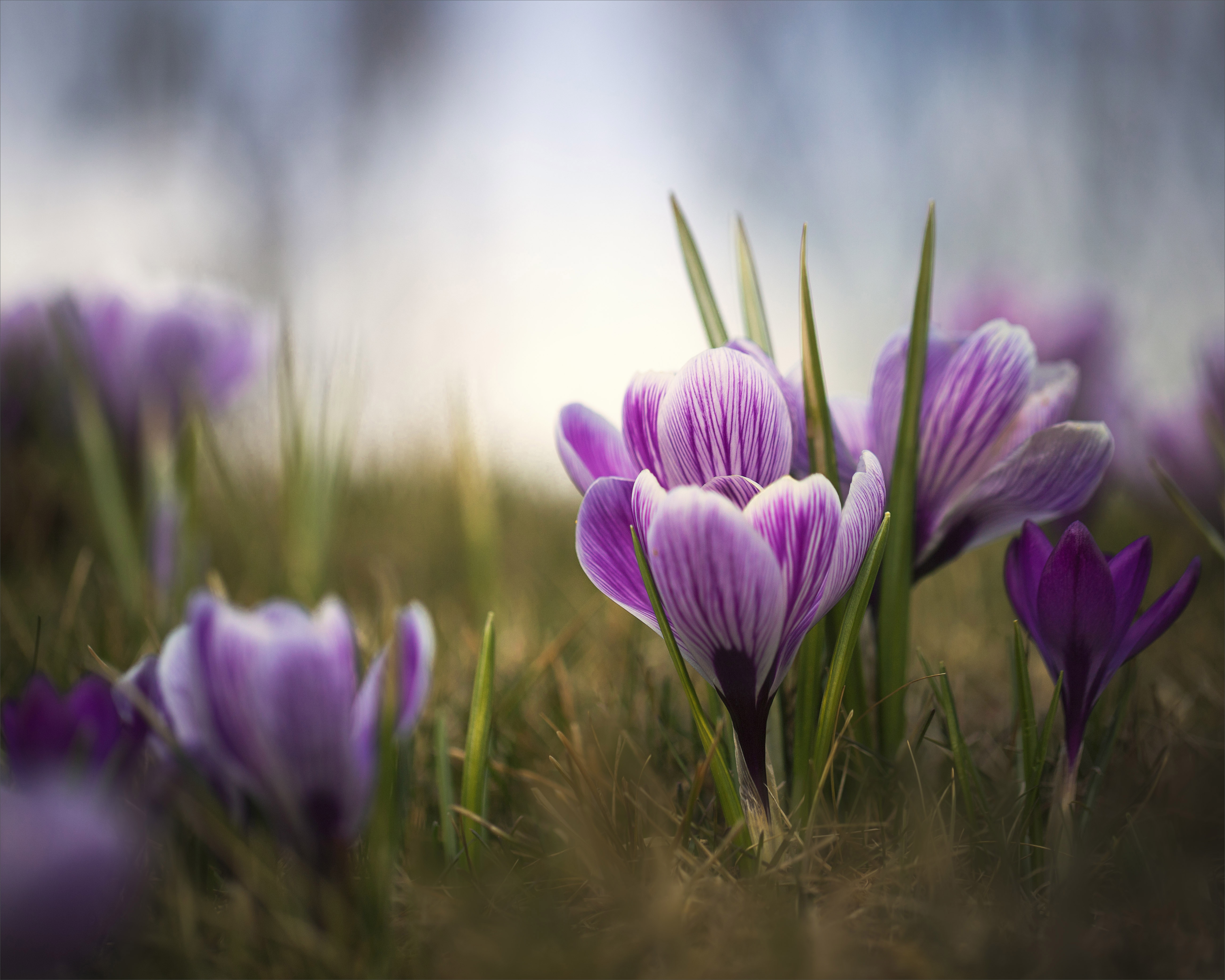 無料モバイル壁紙フラワーズ, 大きい, 地球, 春, クロッカス, 紫色の花をダウンロードします。