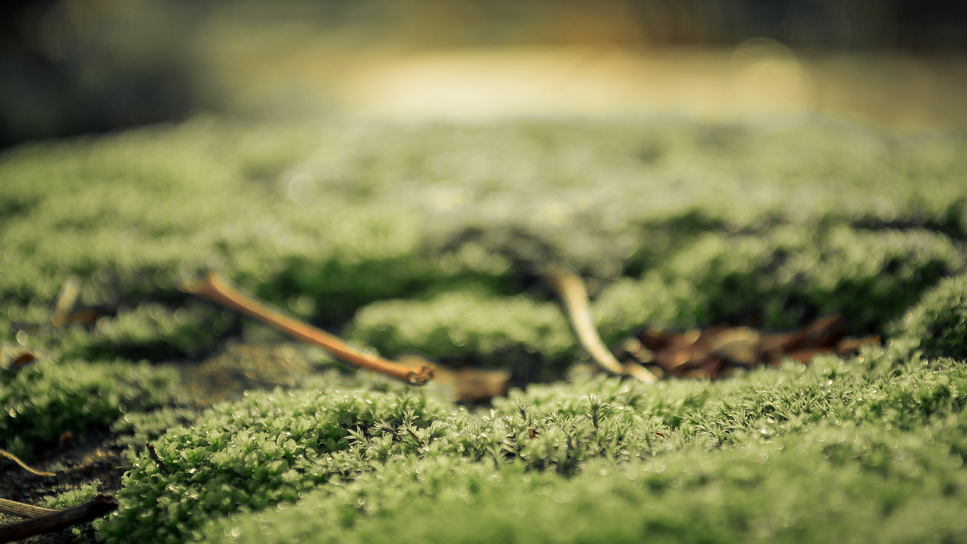 Download mobile wallpaper Macro, Earth, Moss for free.