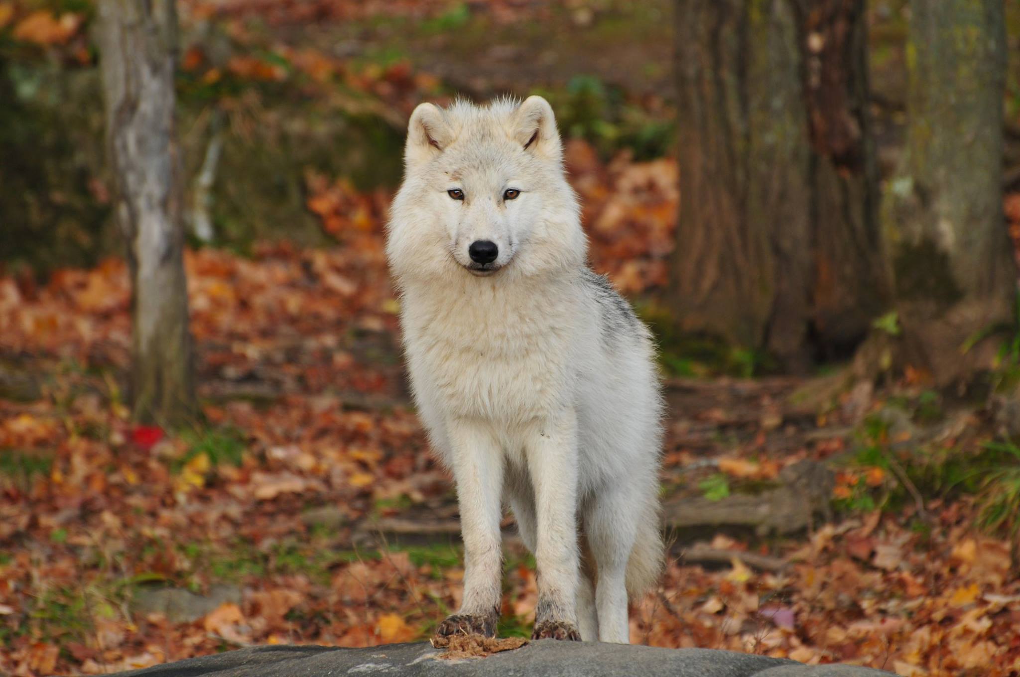 102749 baixar papel de parede animais, lobo, branco, predator, predador - protetores de tela e imagens gratuitamente
