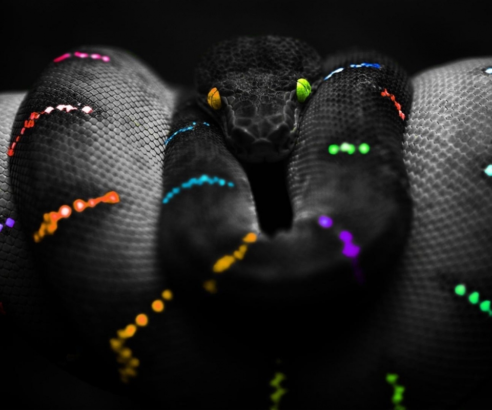 Download mobile wallpaper Animal, Snake, Reptiles for free.