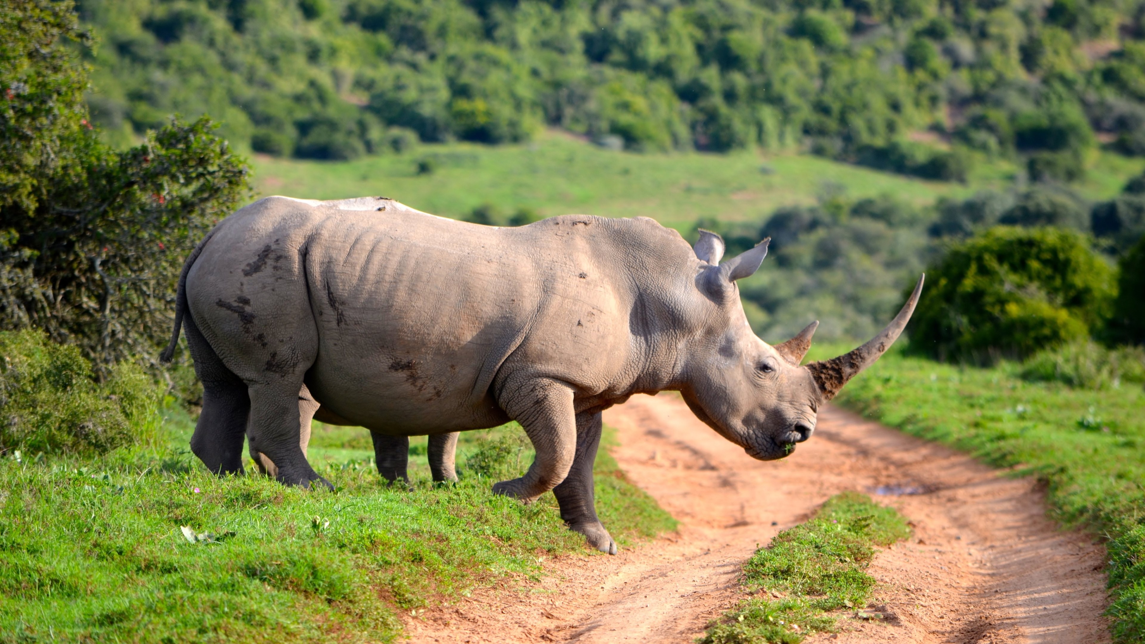 319483 descargar fondo de pantalla animales, rinoceronte: protectores de pantalla e imágenes gratis