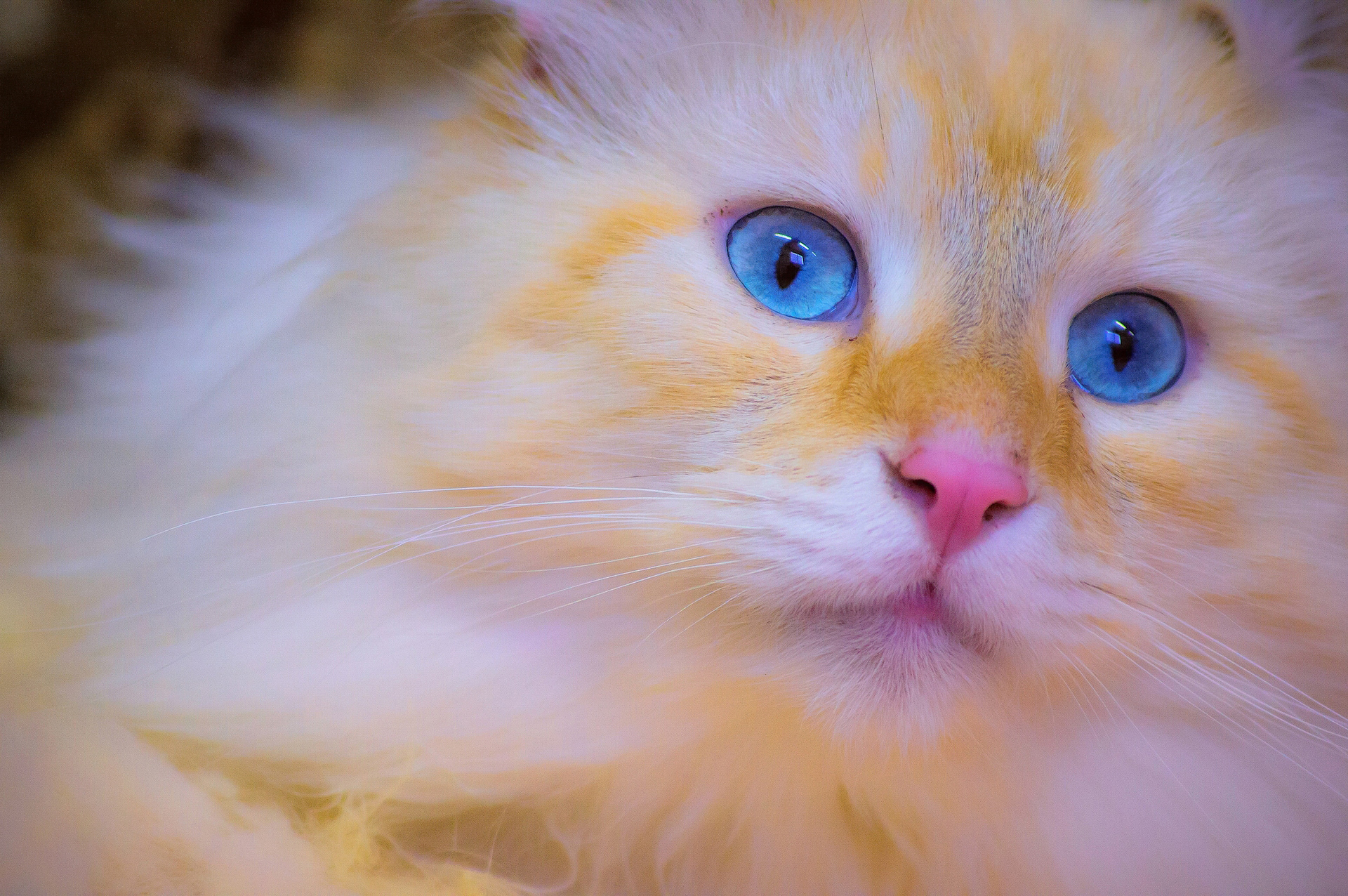 Baixe gratuitamente a imagem Animais, Gatos, Gato, Olhos Azuis na área de trabalho do seu PC