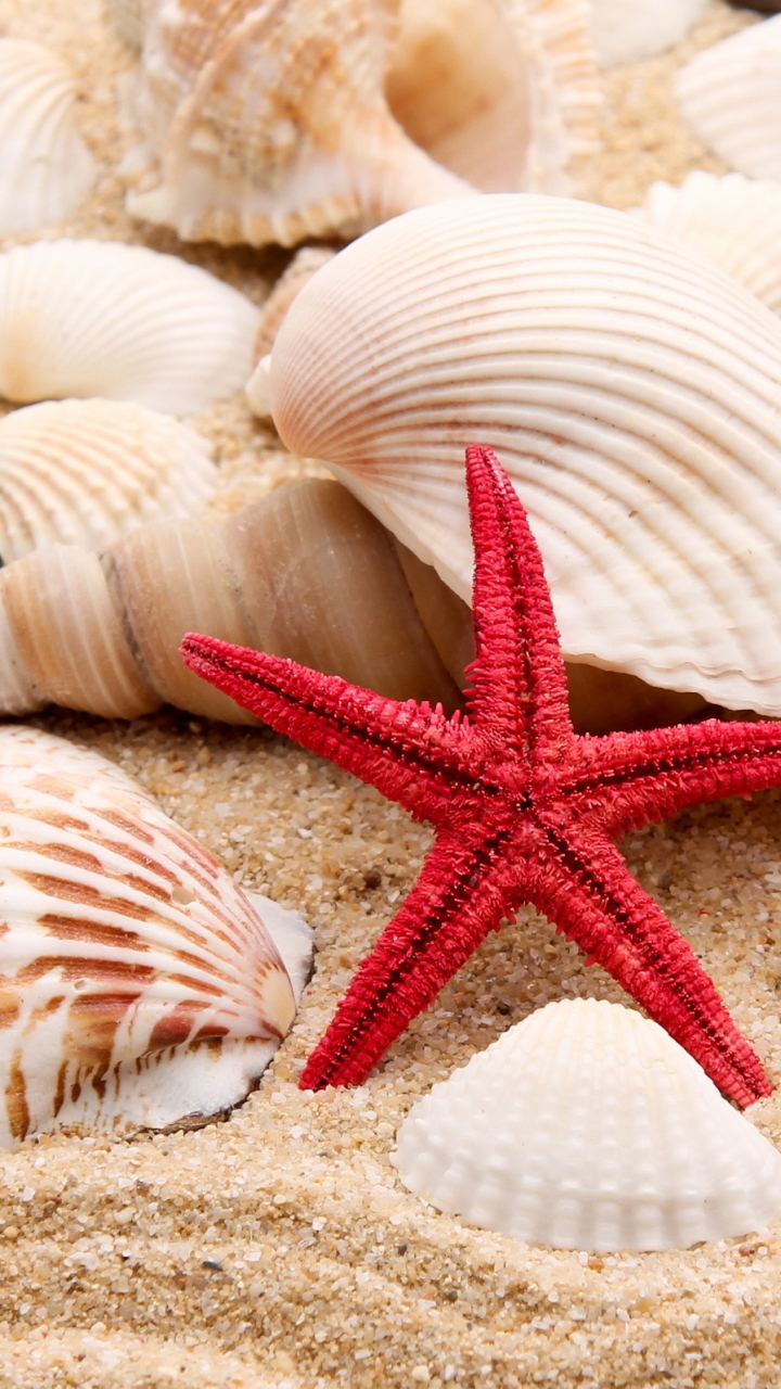 Download mobile wallpaper Sand, Starfish, Earth, Stone, Shell for free.