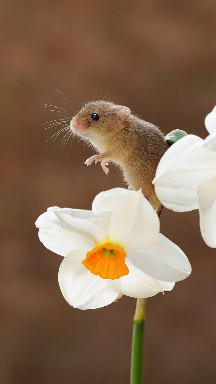 Download mobile wallpaper Flower, Animal, Mouse, Rodent, White Flower, Daffodil for free.