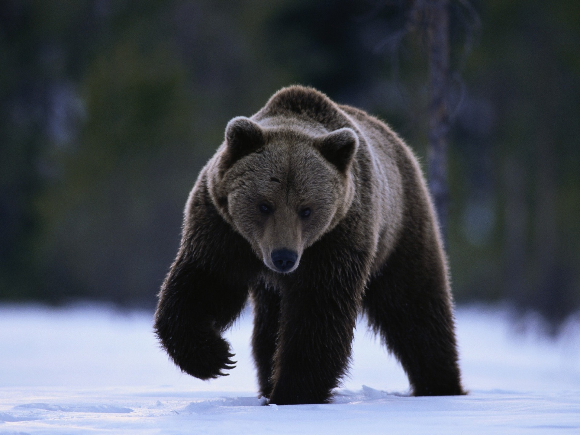 bear, animals, snow, stroll, beast