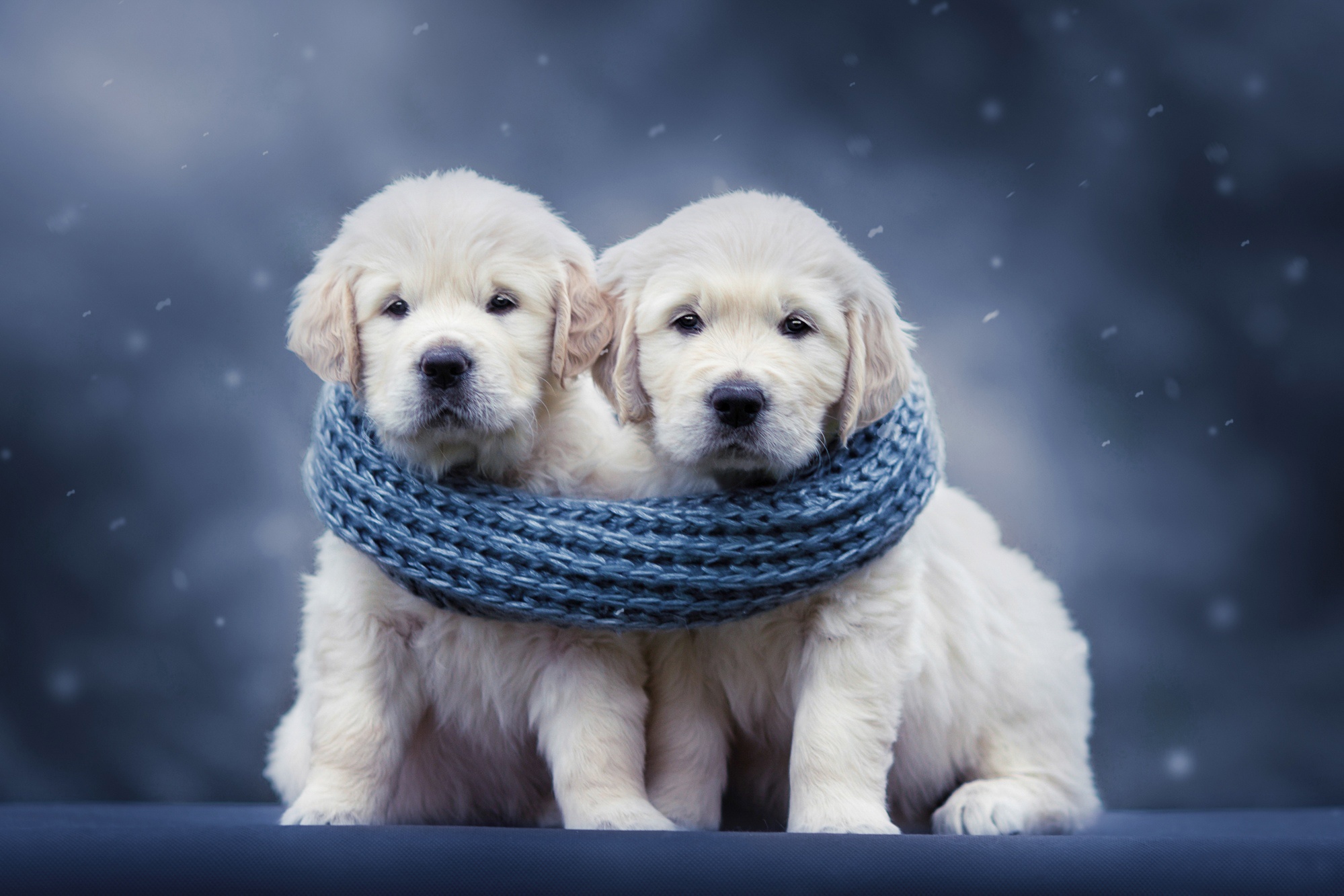 Handy-Wallpaper Tiere, Hunde, Hund, Welpen, Golden Retriever, Schal, Tierbaby kostenlos herunterladen.