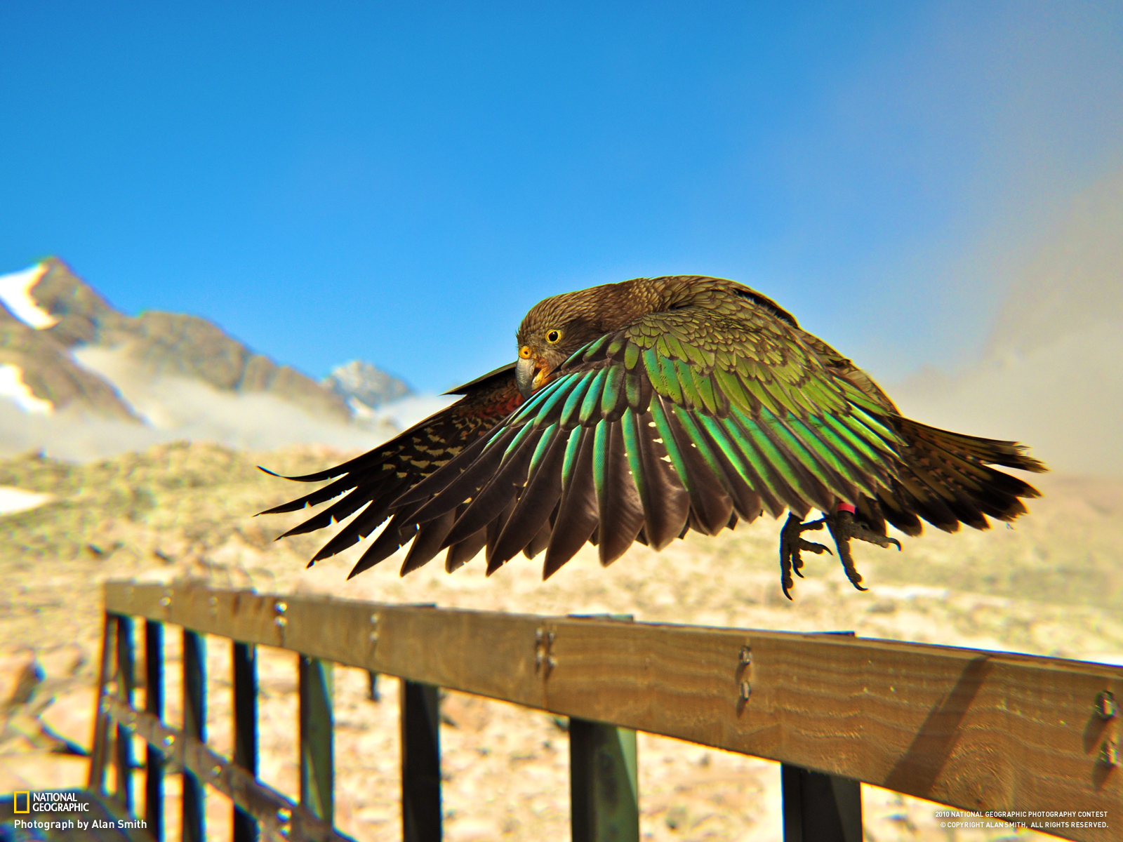 Handy-Wallpaper Vogel, Vögel, Tiere kostenlos herunterladen.