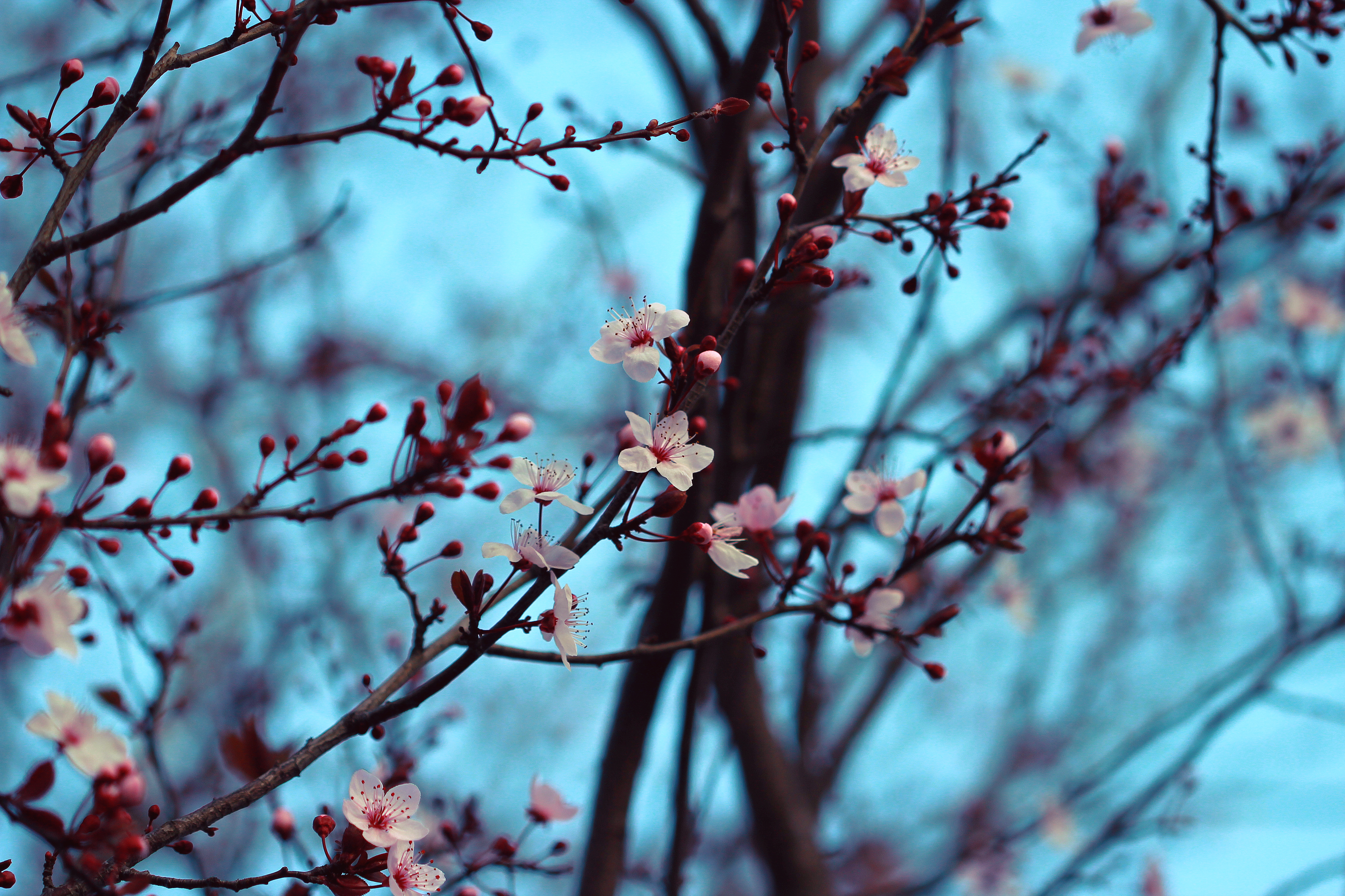 flowers, spring, cherry, branches, bloom, flowering