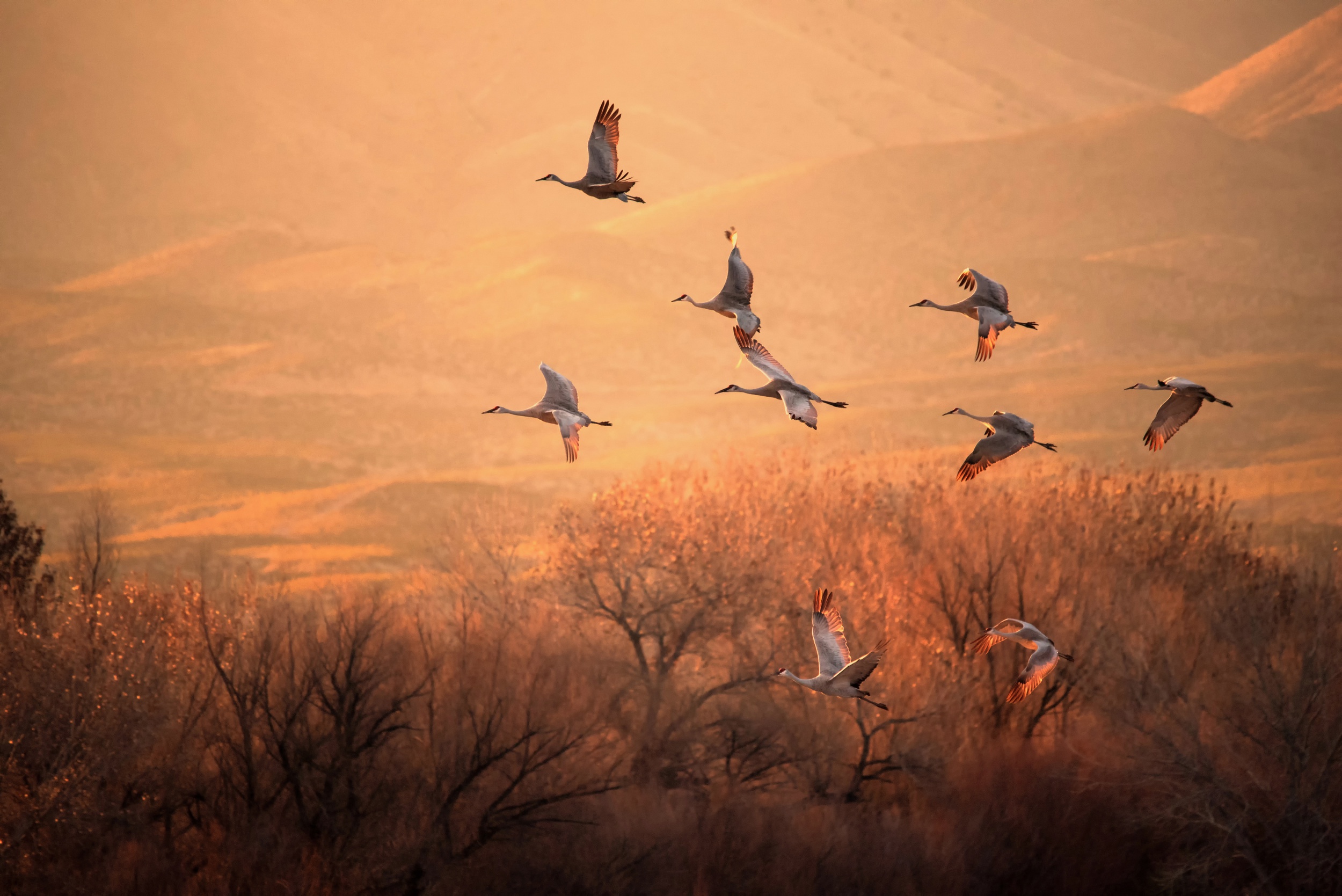 animal, sandhill crane, bird, birds