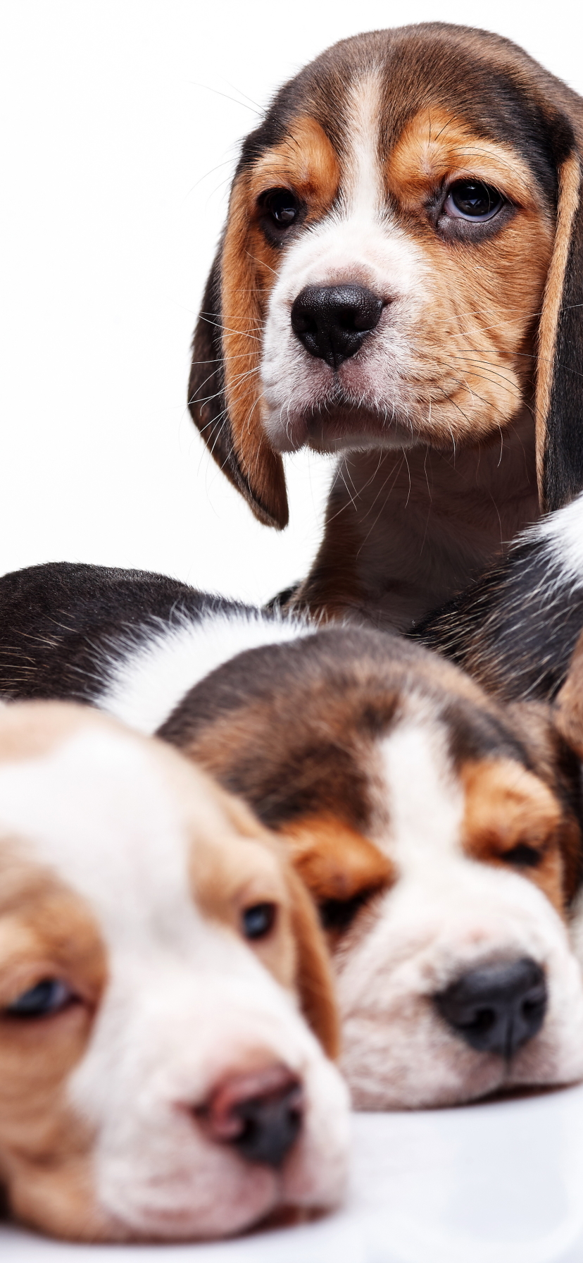 Handy-Wallpaper Tiere, Hunde, Beagle kostenlos herunterladen.