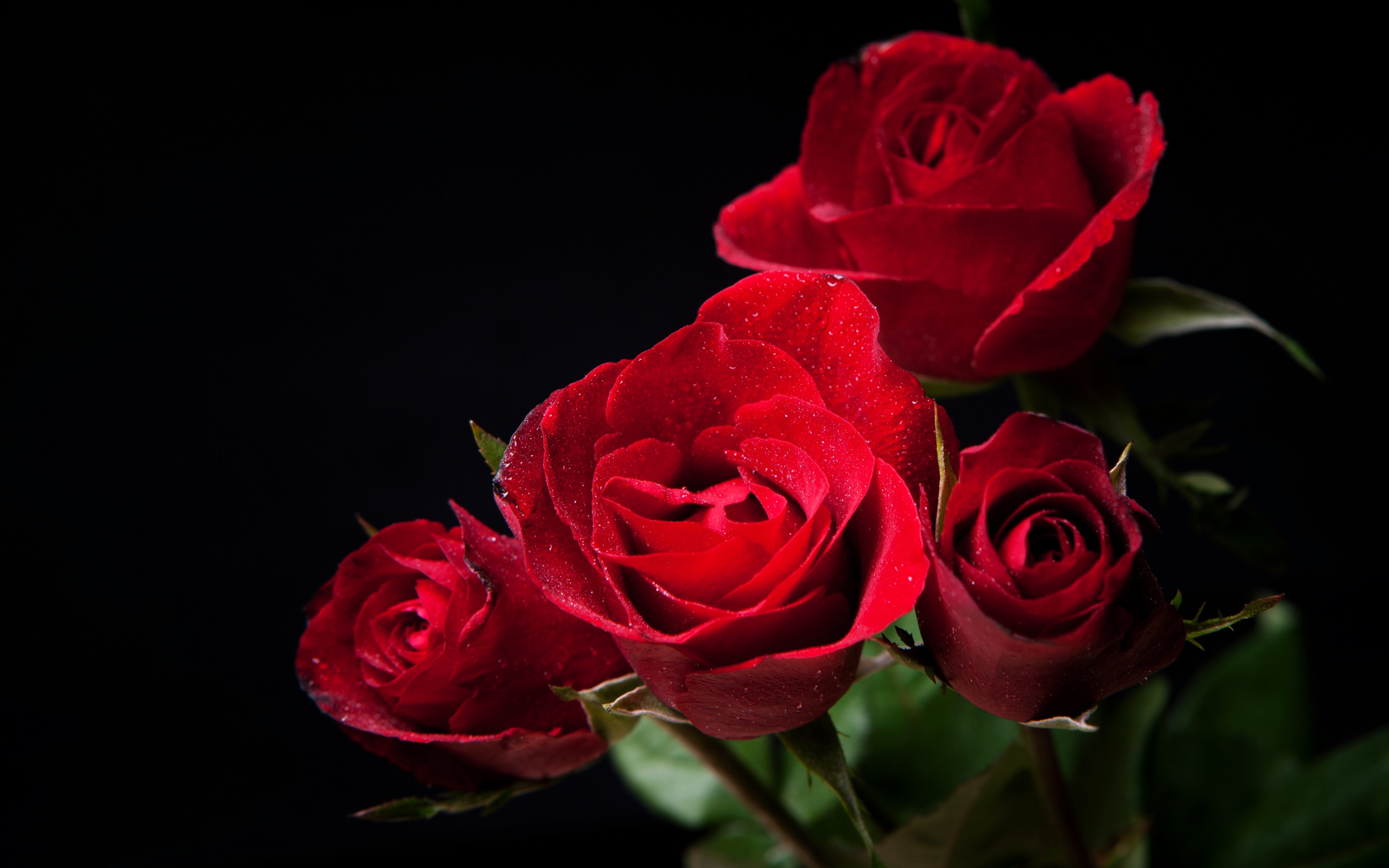 357719 завантажити шпалери земля, роза, квітка, природа, червона квітка, червона троянда, флауерзи - заставки і картинки безкоштовно