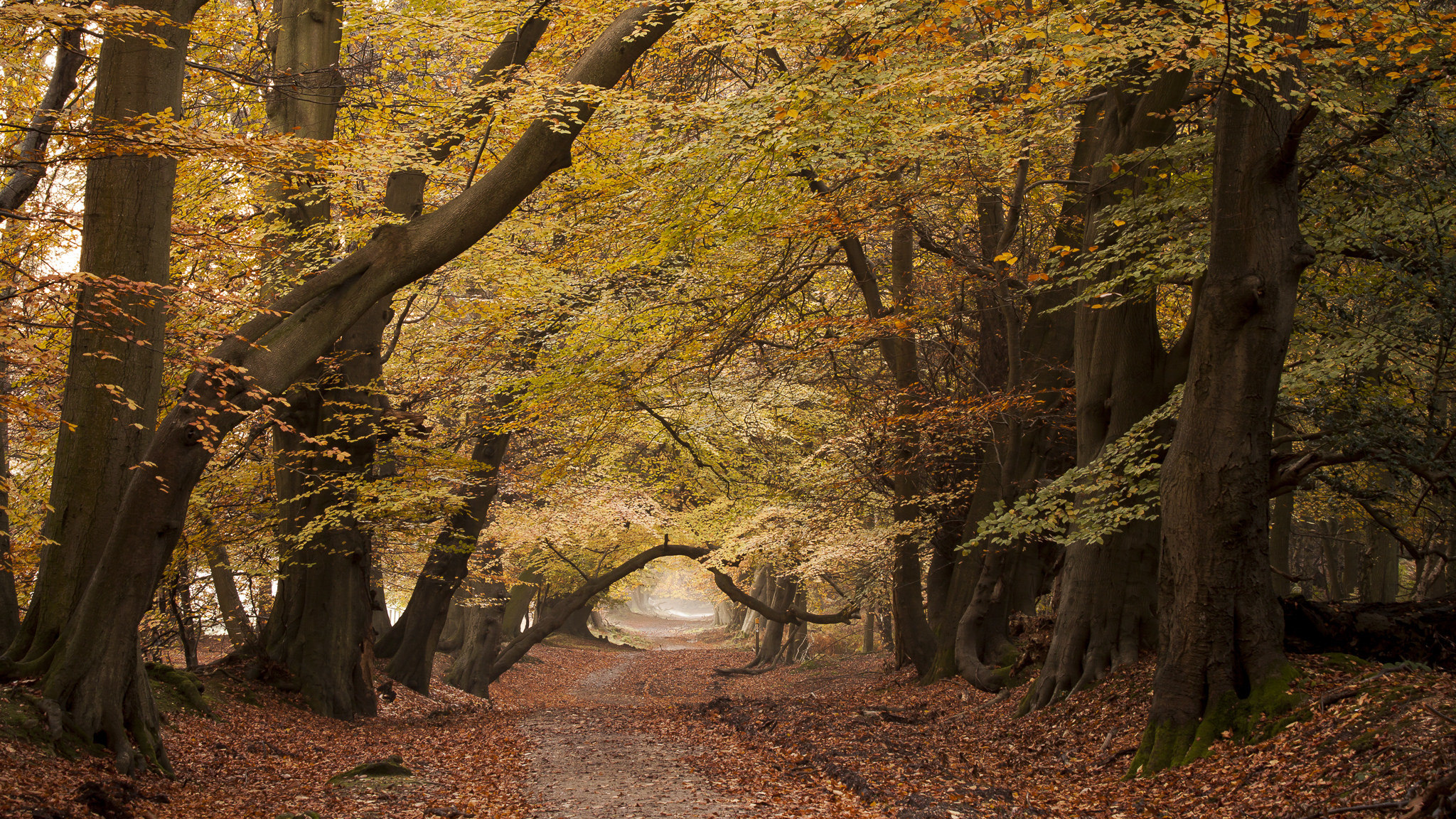 Free download wallpaper Nature, Forest, Tree, Fall, Earth, Path on your PC desktop