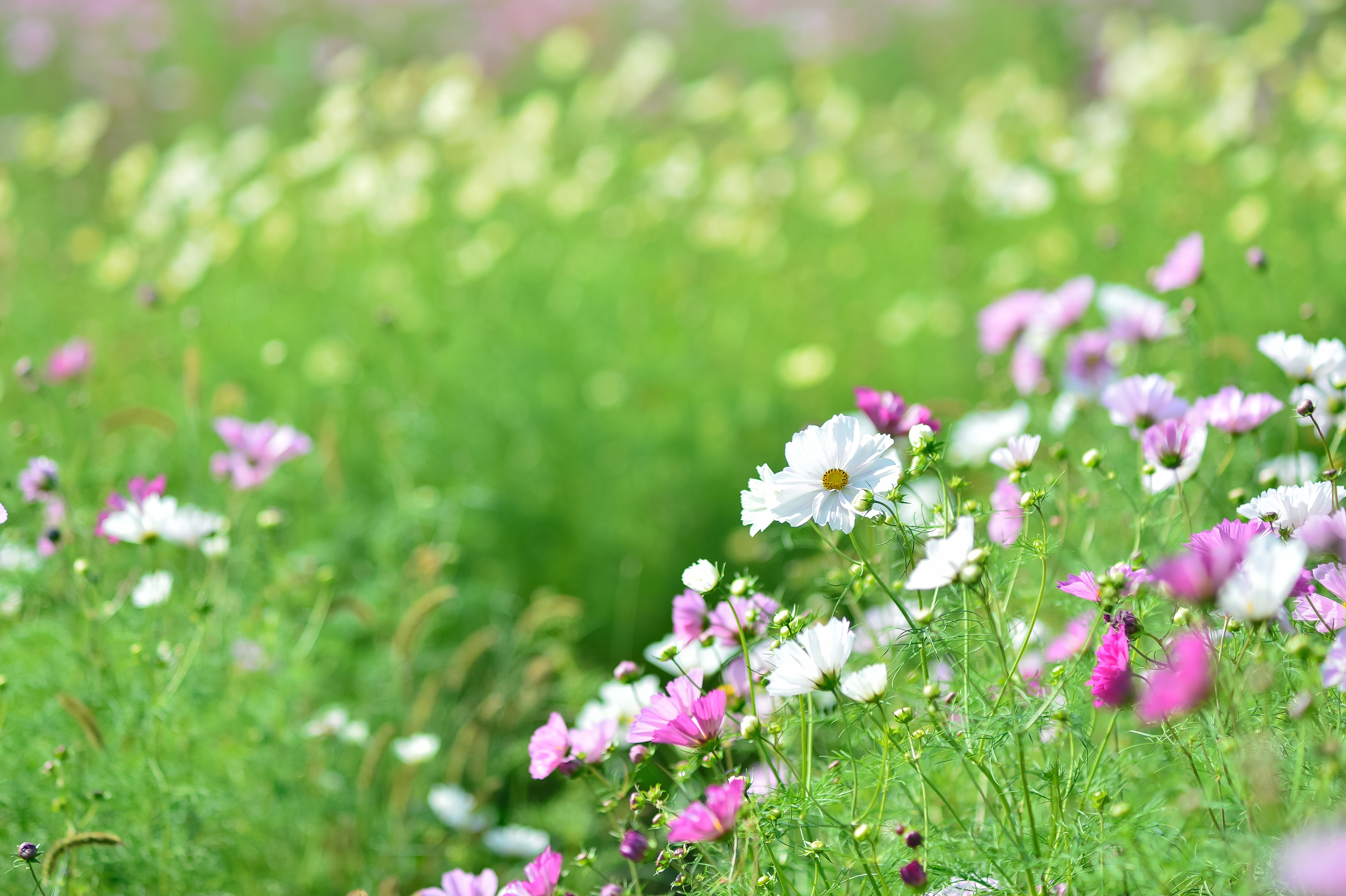 Handy-Wallpaper Blumen, Blume, Wiese, Weiße Blume, Erde/natur, Pinke Blume, Kosmeen kostenlos herunterladen.