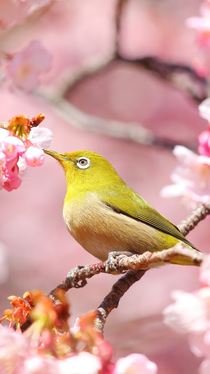 Download mobile wallpaper Birds, Bird, Branch, Animal, Spring, Blossom for free.