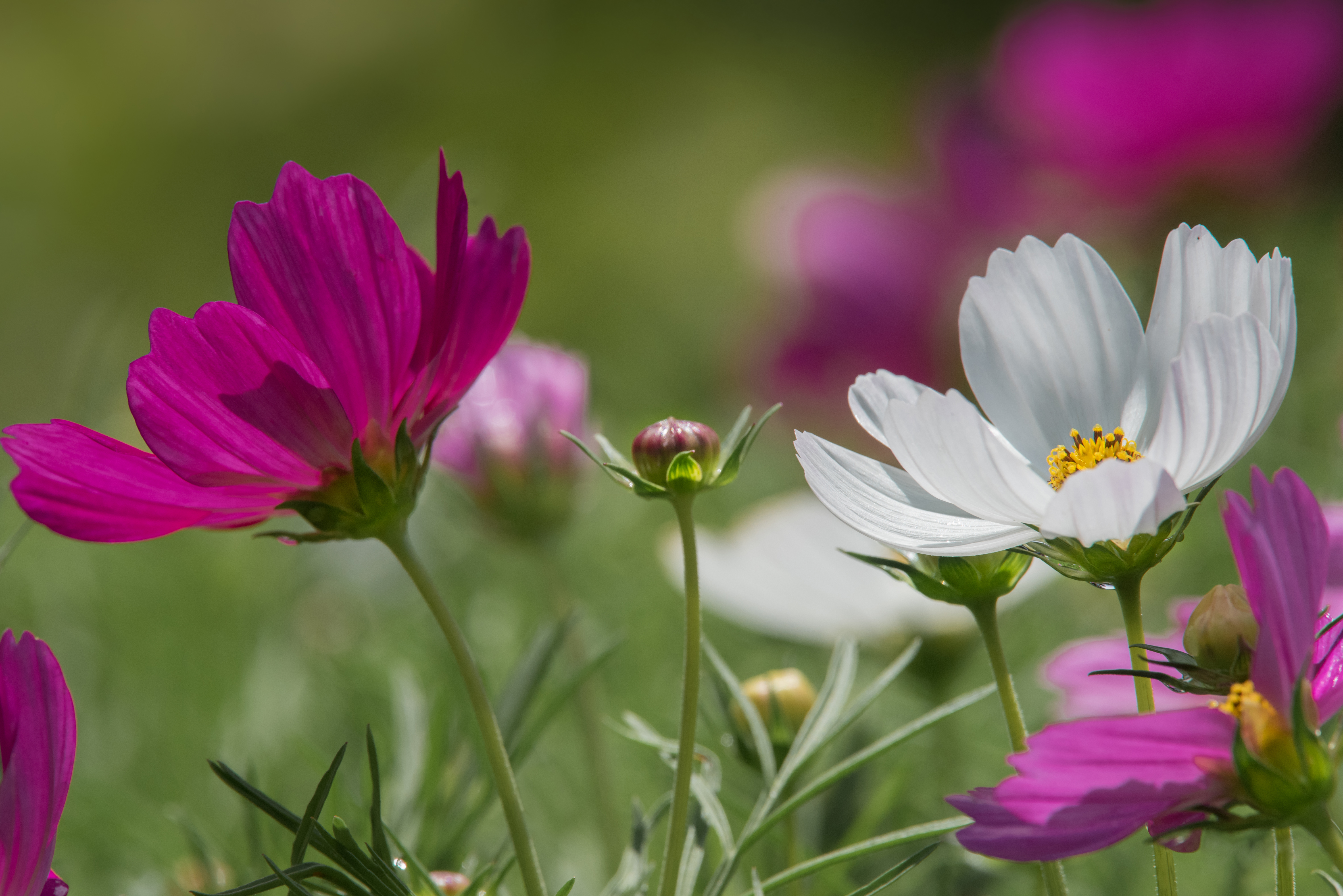 Descarga gratis la imagen Naturaleza, Flores, Flor, Flor Rosa, De Cerca, Flor Blanca, Tierra/naturaleza en el escritorio de tu PC