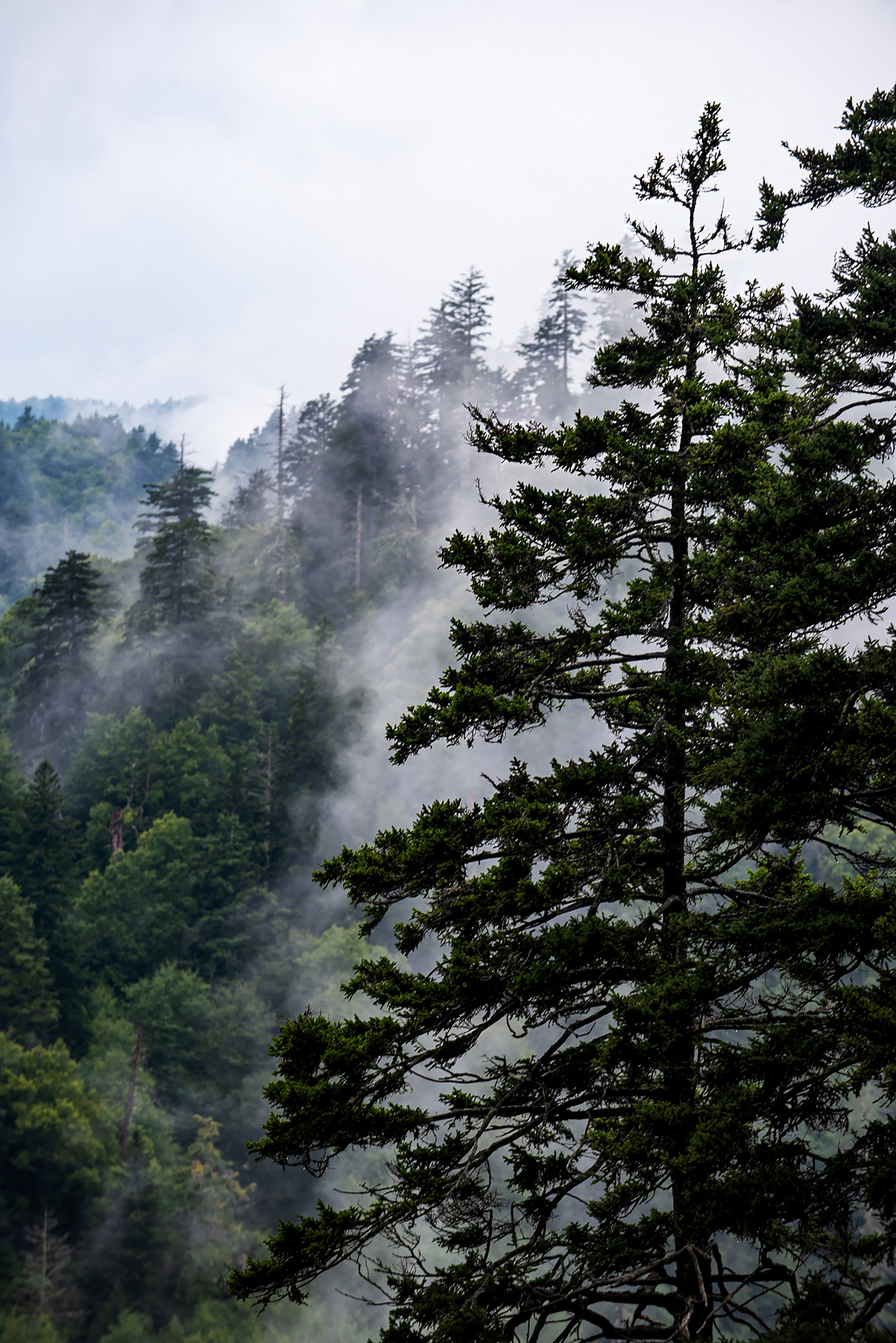 Téléchargez gratuitement l'image Brouillard, Épicéa, Sapin, Arbres, Nature, Forêt, Sky sur le bureau de votre PC