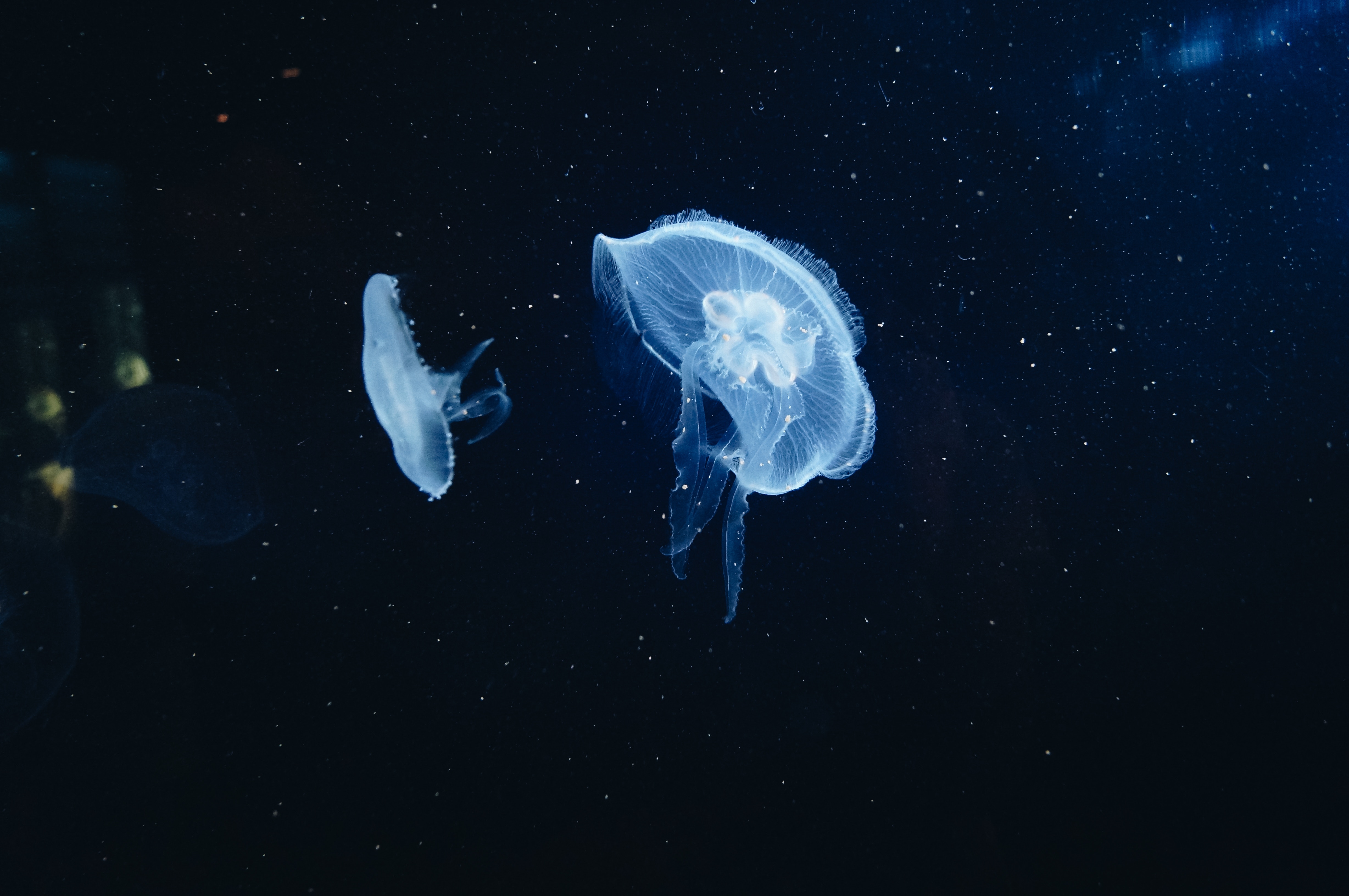 animals, jellyfish, underwater world, tentacles