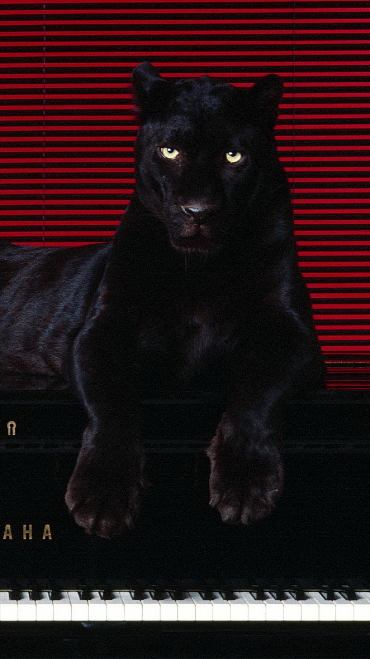 Download mobile wallpaper Black Panther, Cats, Animal for free.