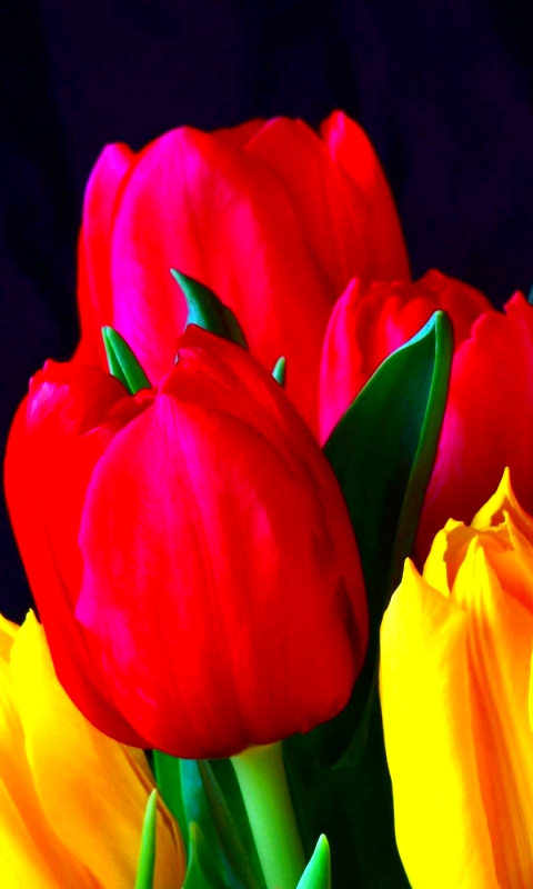 Handy-Wallpaper Blumen, Blume, Bunt, Tulpe, Erde/natur kostenlos herunterladen.